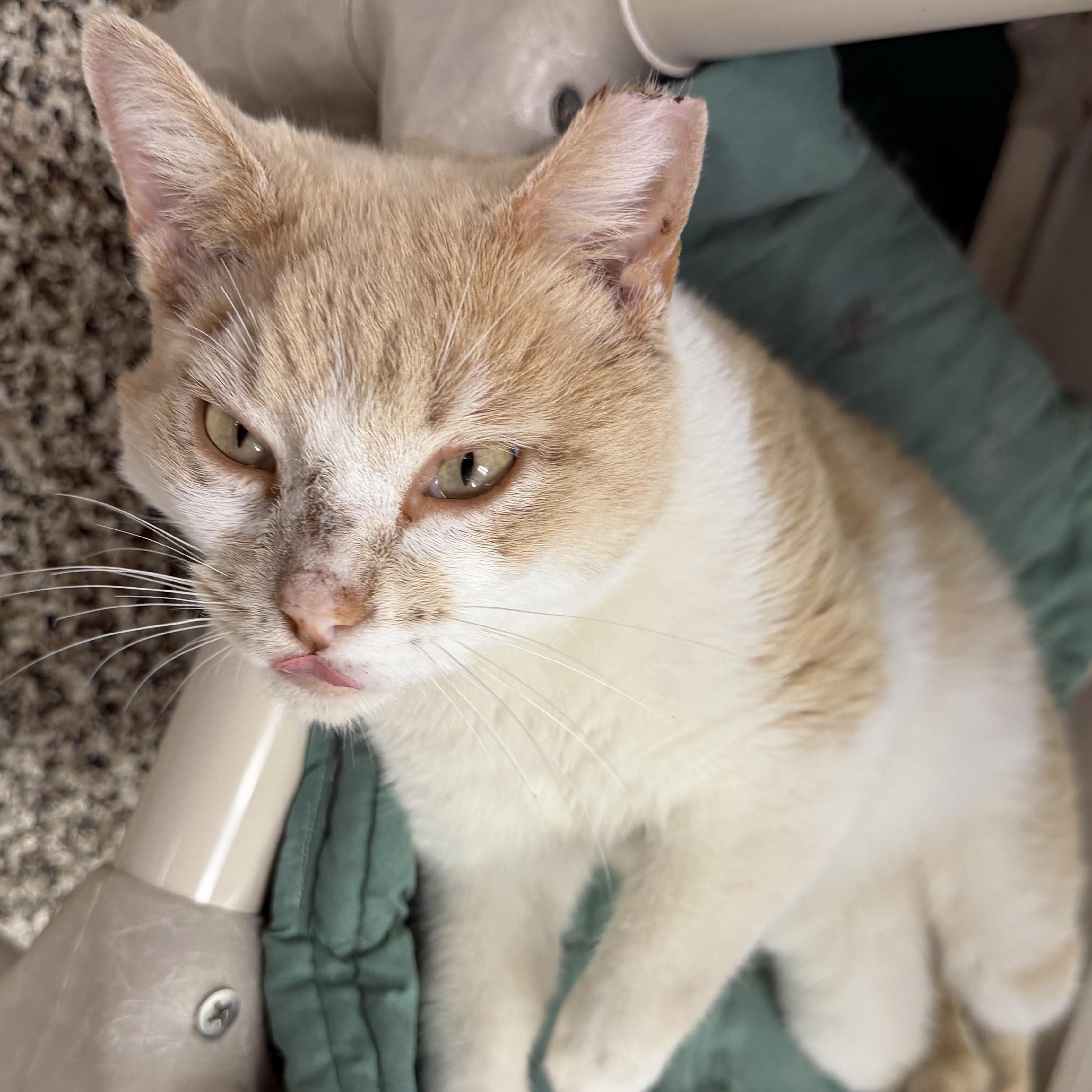 Enlarge Charlie , a ADOPTABLE Domestic Short Hair in Fernandina Beach, FL image 5/5