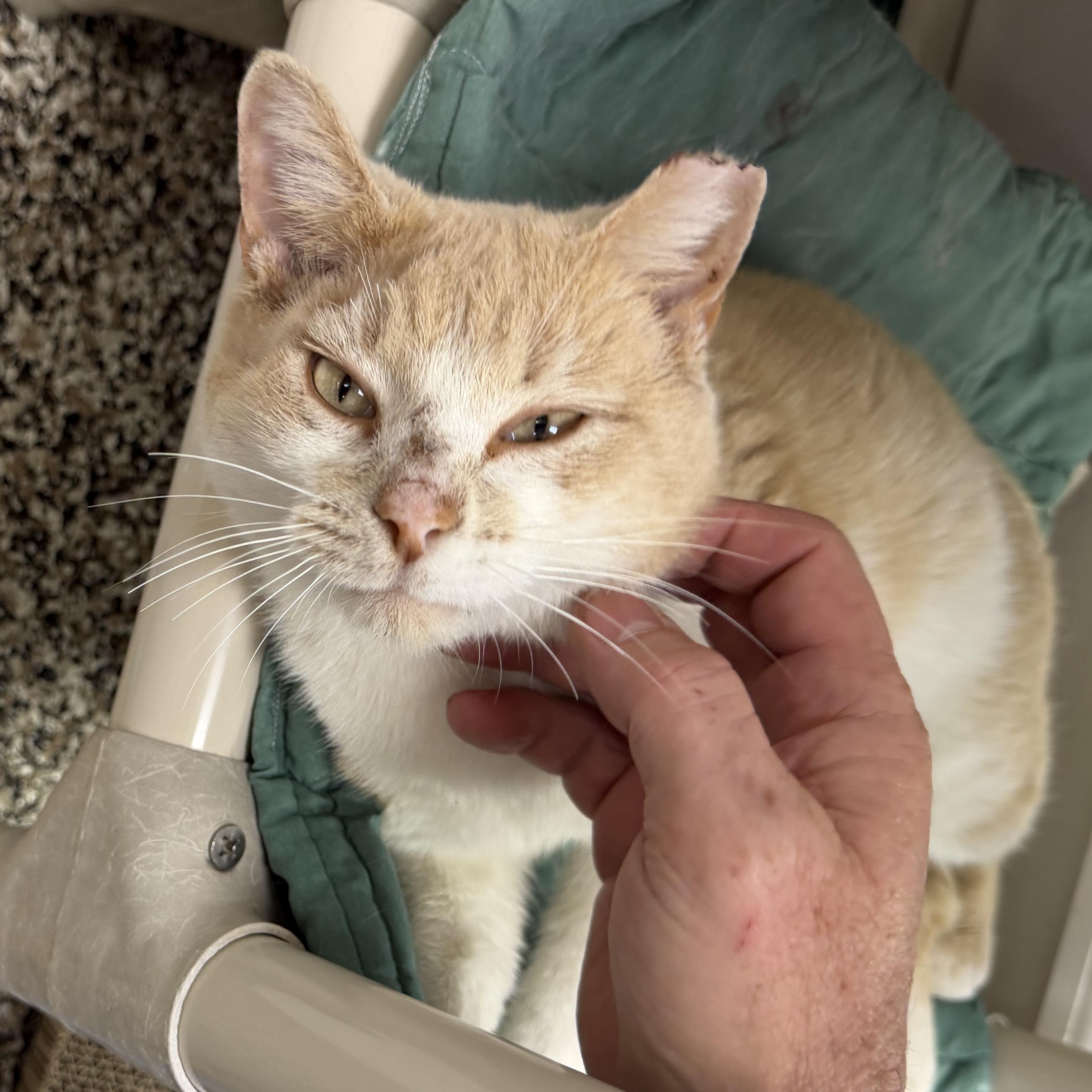 Enlarge Charlie , a ADOPTABLE Domestic Short Hair in Fernandina Beach, FL image 4/5