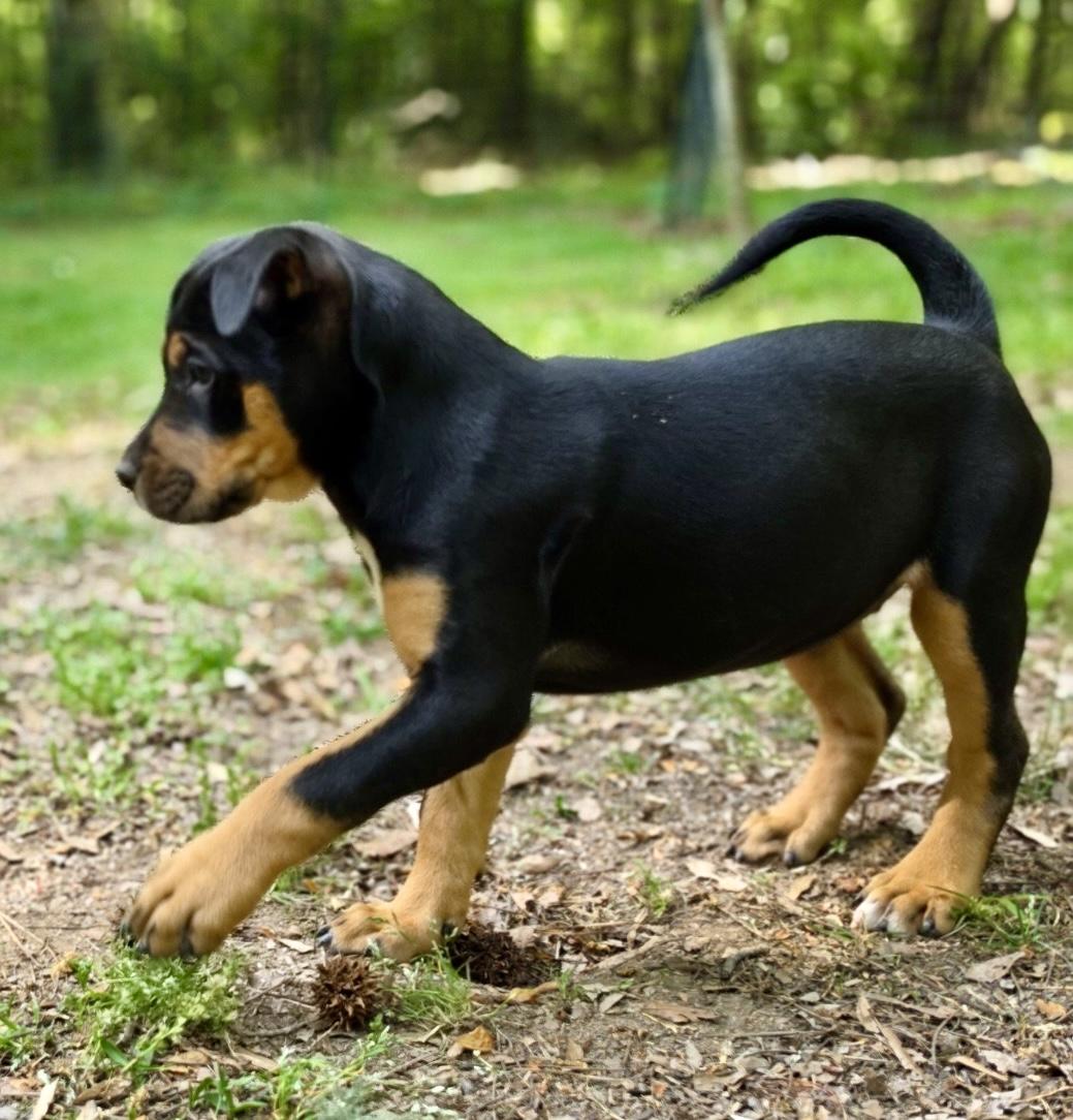 Thyme, a Adoptable mixed breed in Pittsboro, NC image 4/5