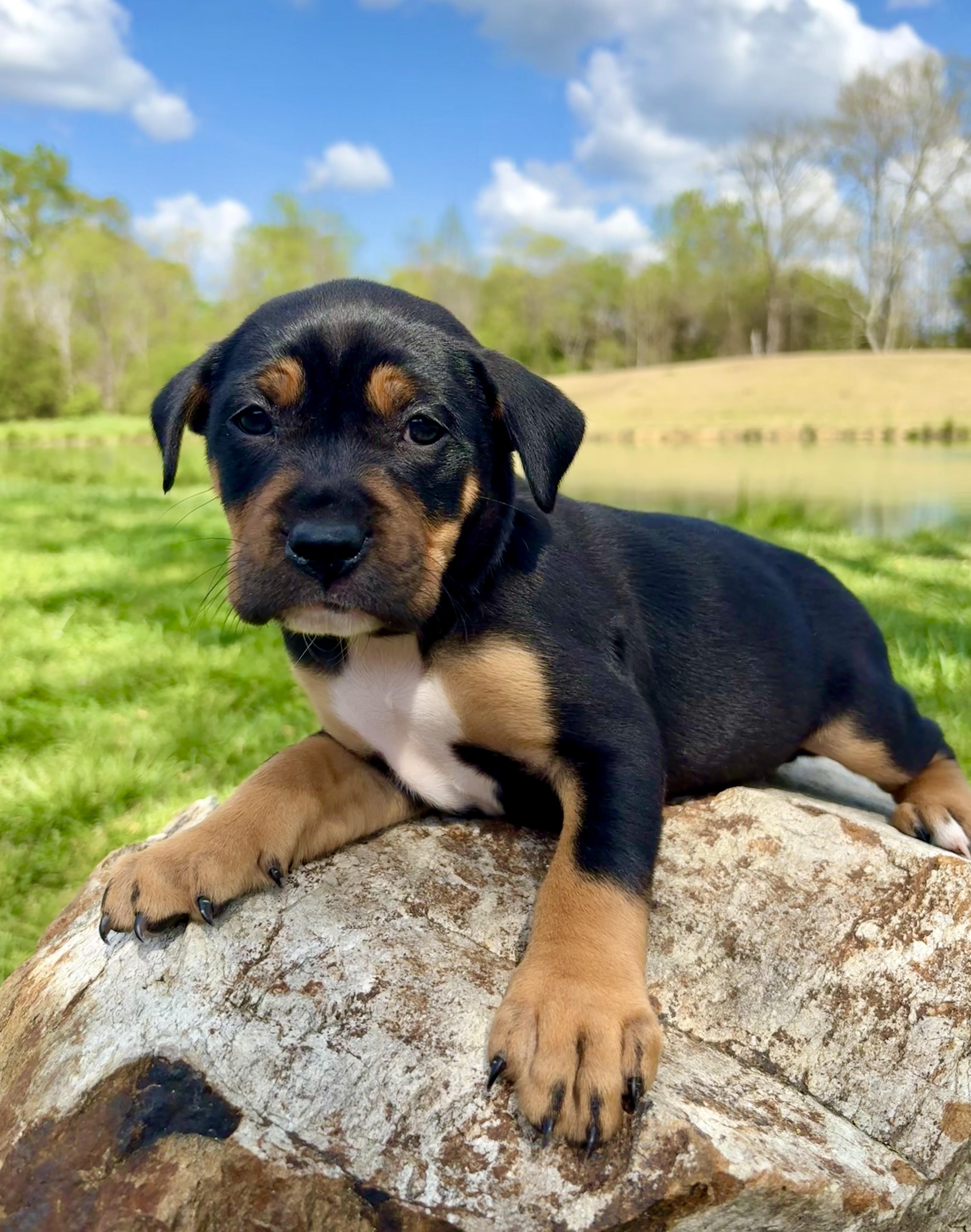 Thyme, Adoptable, Puppy Female Labrador Retriever.