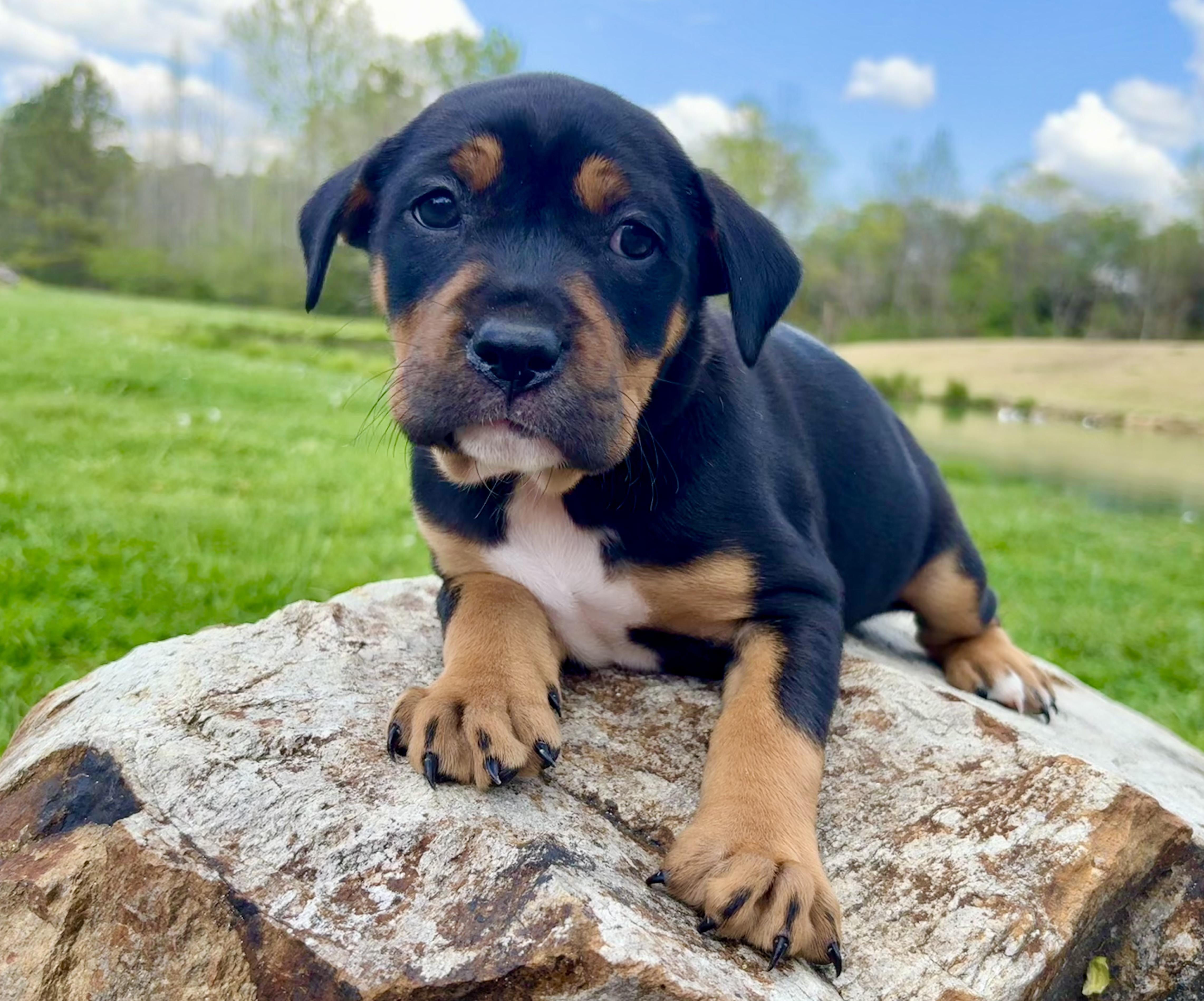 Enlarge Thyme, a Adoptable mixed breed in Pittsboro, NC image 5/6