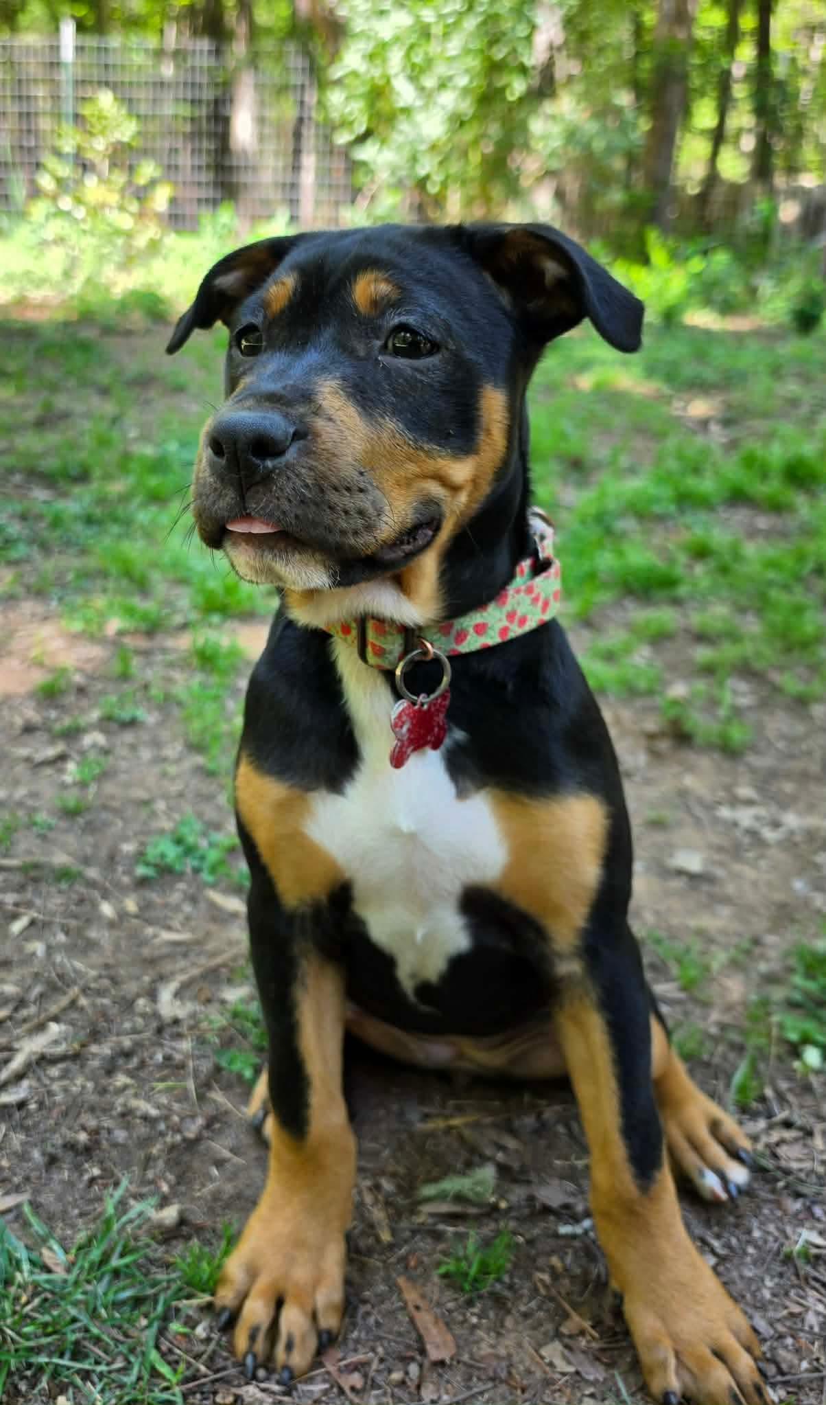 Thyme, a Adoptable mixed breed in Pittsboro, NC image 3/5