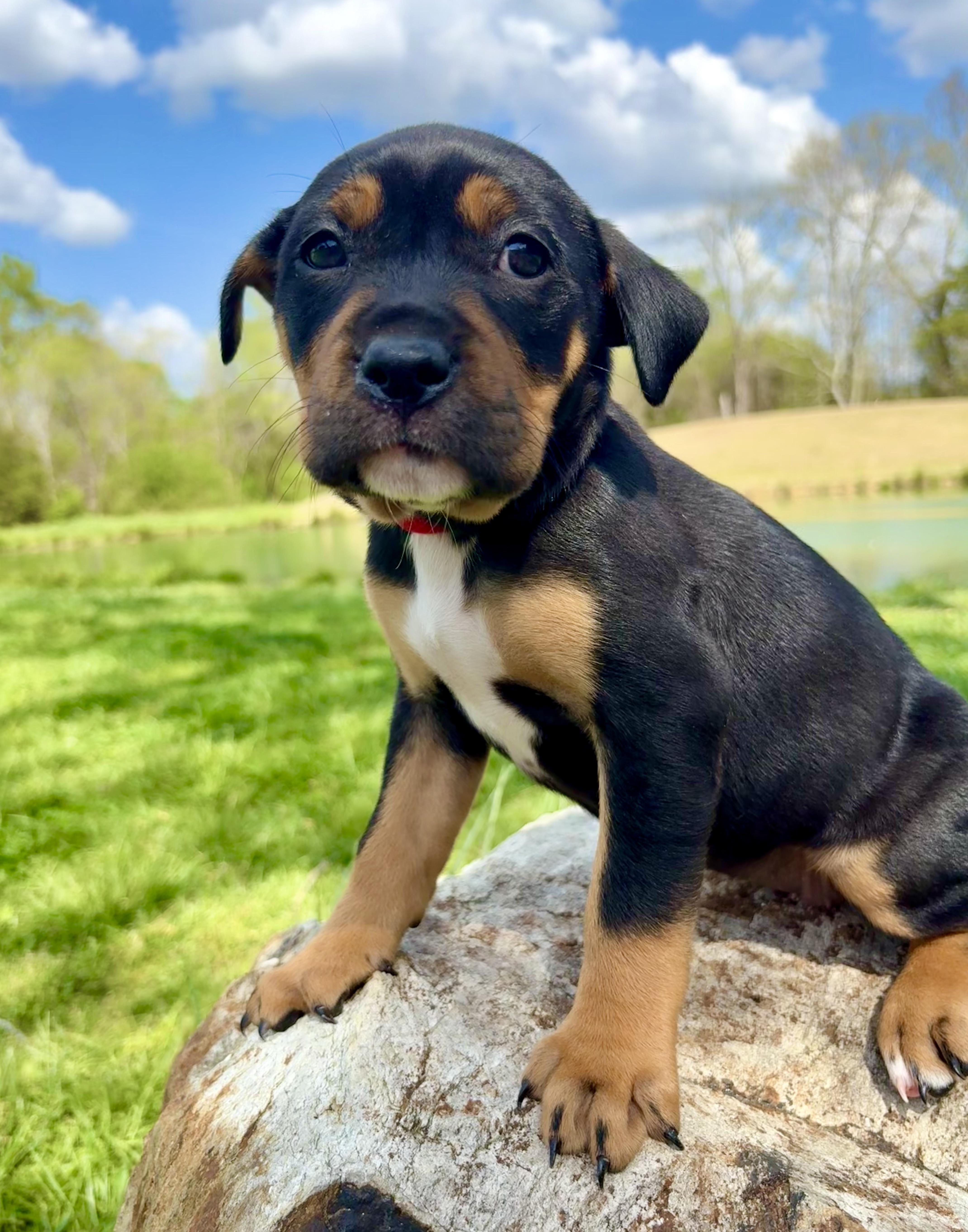 Enlarge Thyme, a Adoptable mixed breed in Pittsboro, NC image 2/6