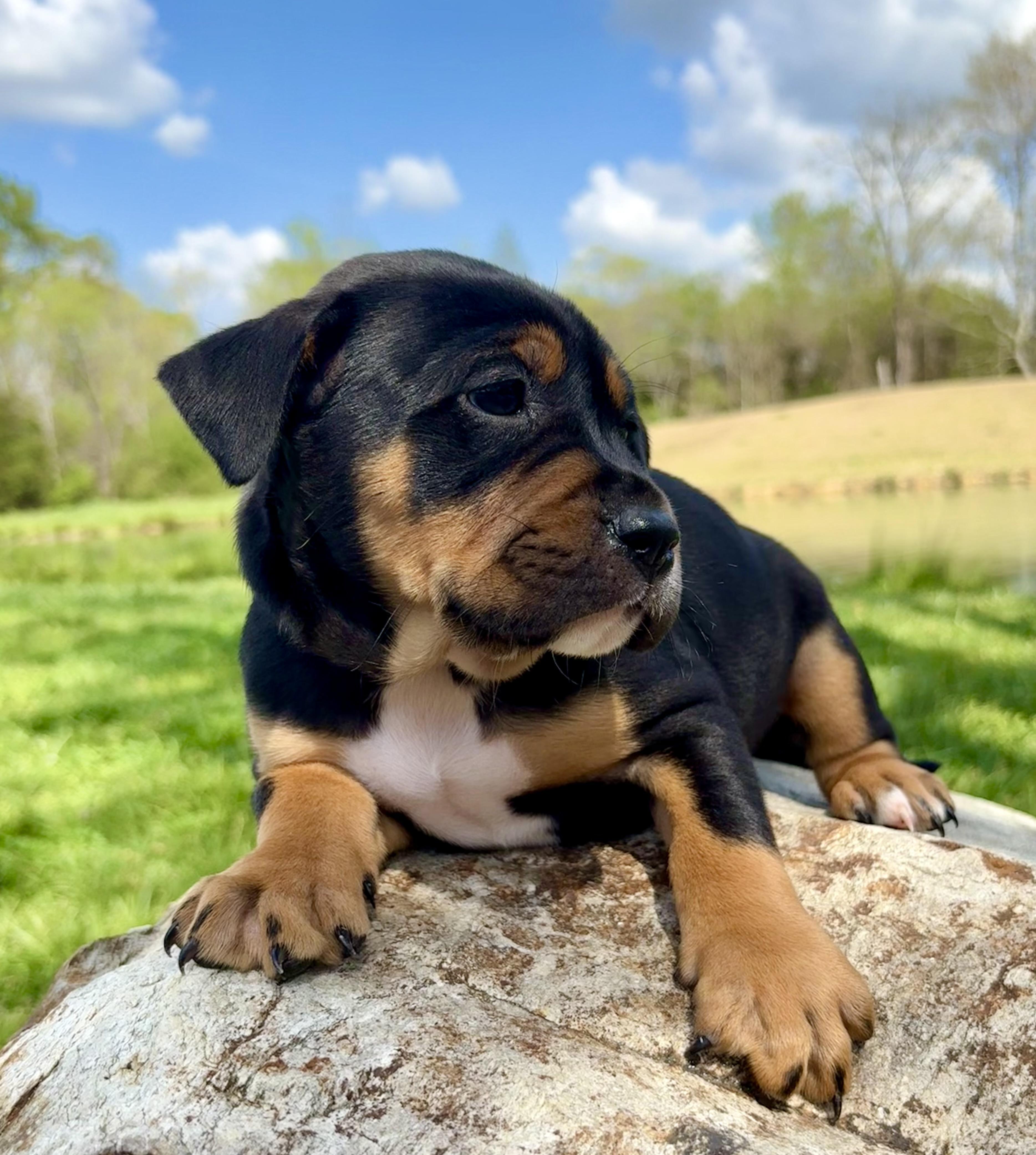Thyme, Adoptable, Puppy Female Labrador Retriever & Hound.