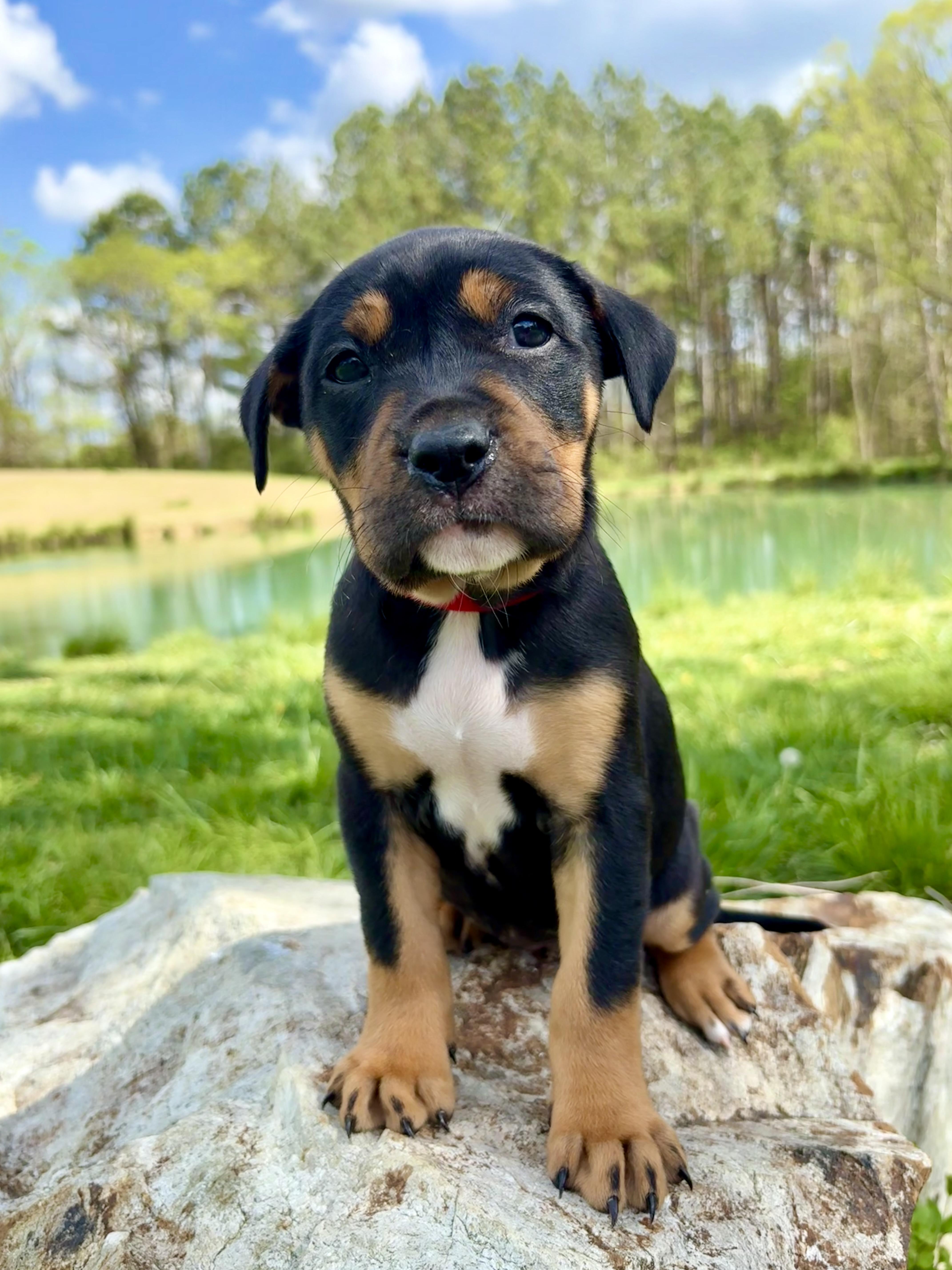 Thyme, Adoptable, Puppy Female Labrador Retriever & Hound.