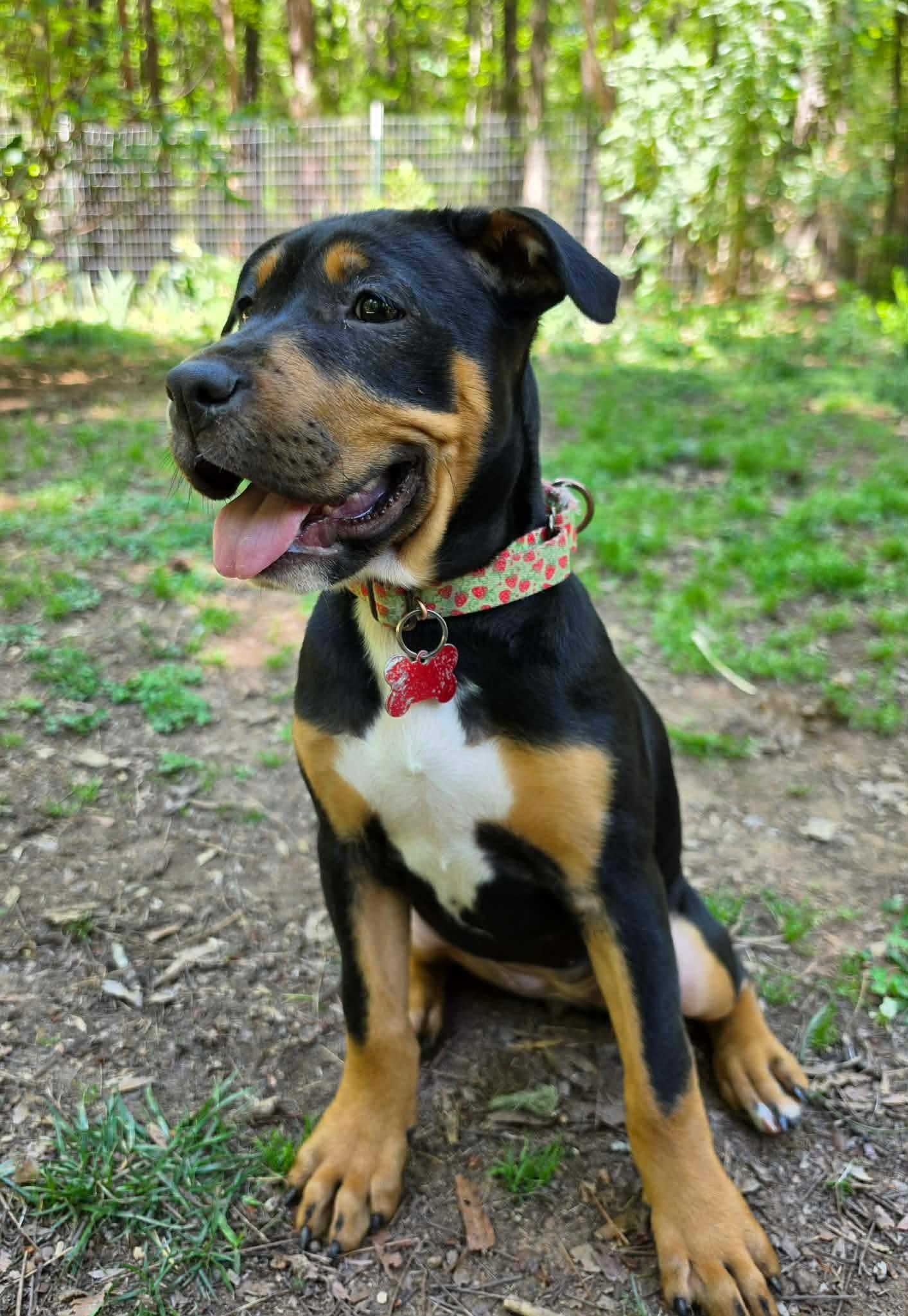 Thyme, a Adoptable mixed breed in Pittsboro, NC image 2/5