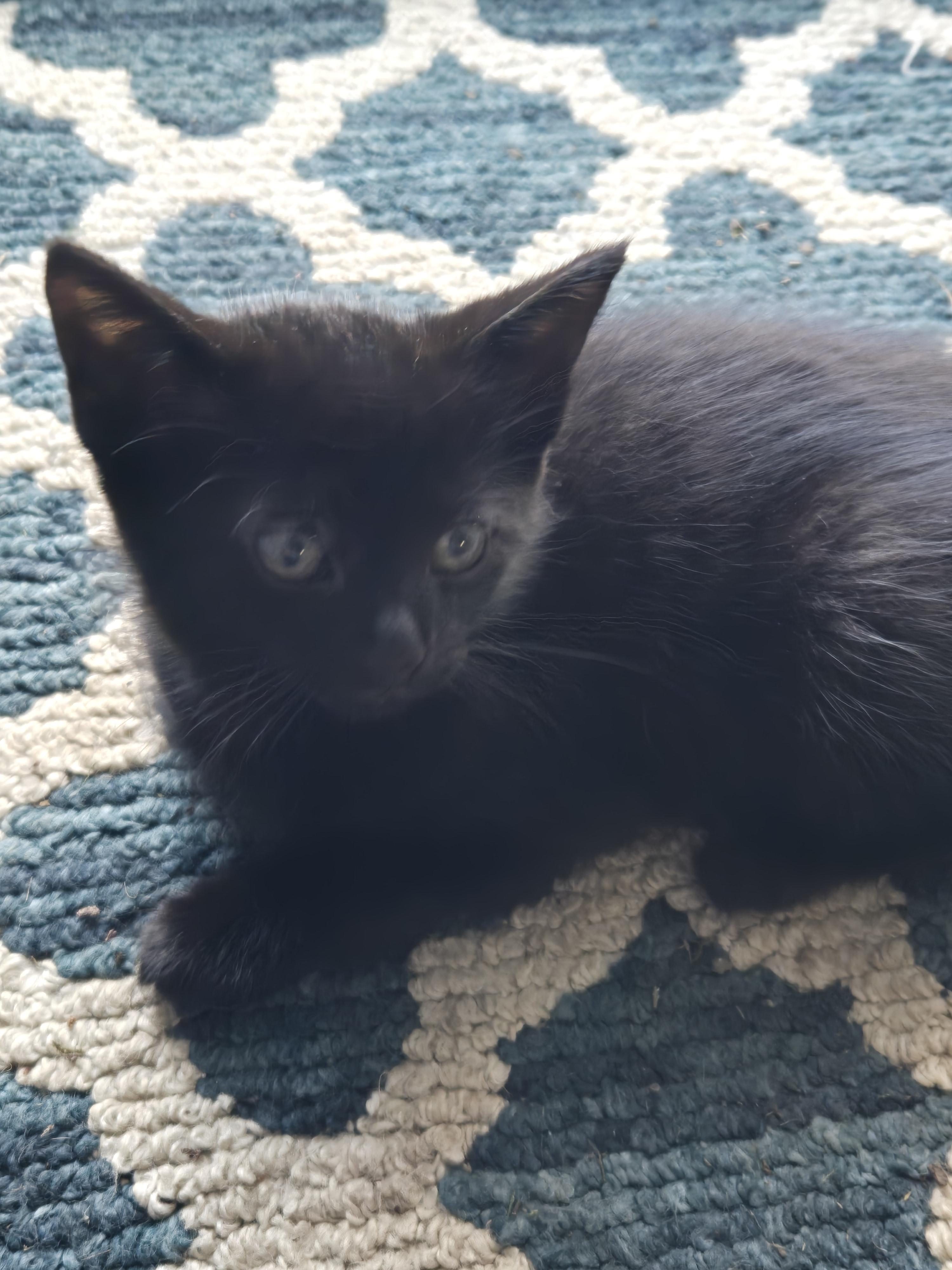 Fergus, an adoptable Domestic Short Hair in North Tonawanda, NY_image-1
