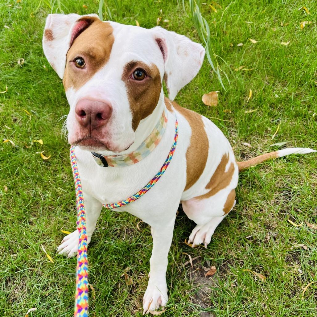 Sriracha, Adoptable, Adult Male Mixed Breed.