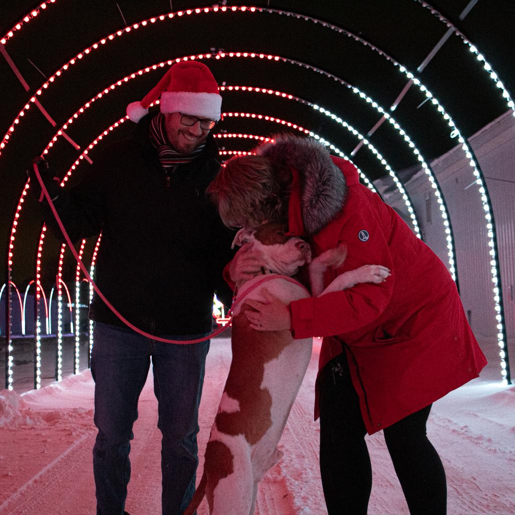 Enlarge Sriracha, a Adoptable Mixed Breed in Grand Rapids, MI image 2/6