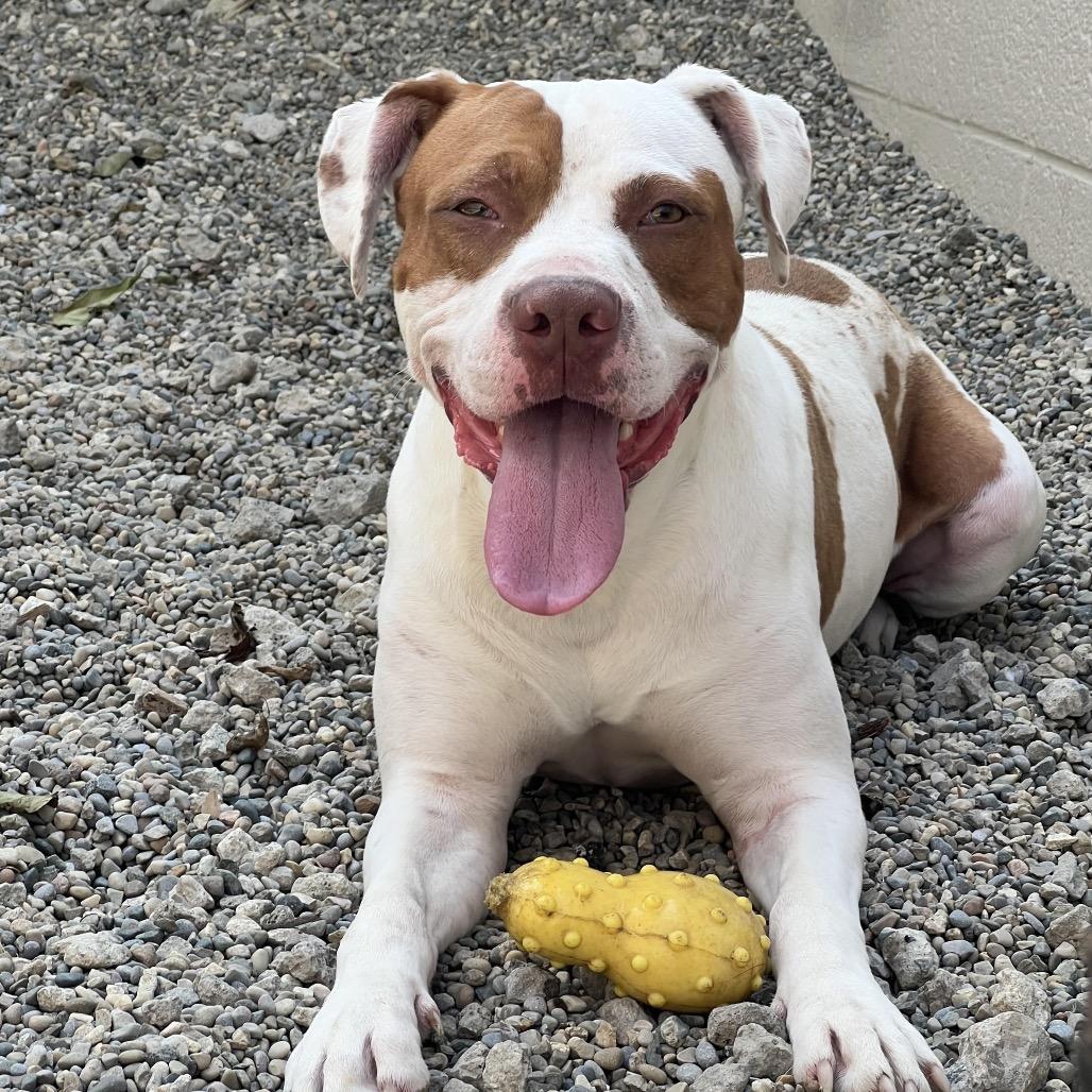 Enlarge Sriracha, a Adoptable Mixed Breed in Grand Rapids, MI image 3/6