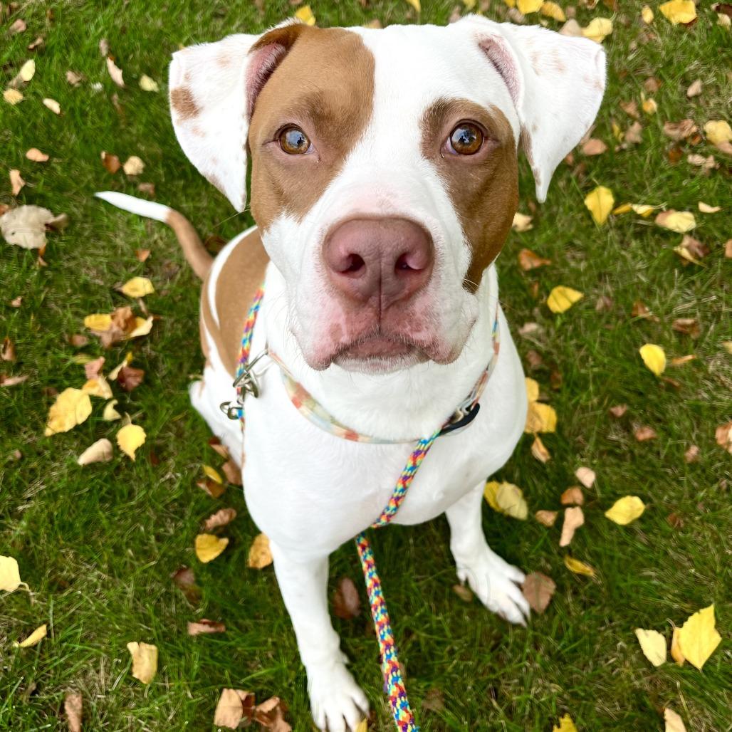 Enlarge Sriracha, a Adoptable Mixed Breed in Grand Rapids, MI image 4/6