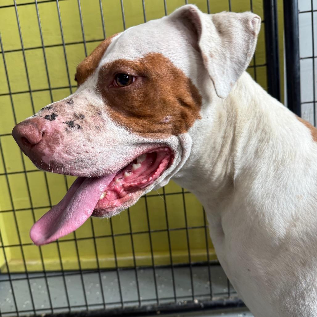 Enlarge Sriracha, a Adoptable Mixed Breed in Grand Rapids, MI image 5/6