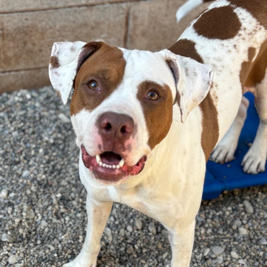 Enlarge Sriracha, a Adoptable Mixed Breed in Grand Rapids, MI image 6/6