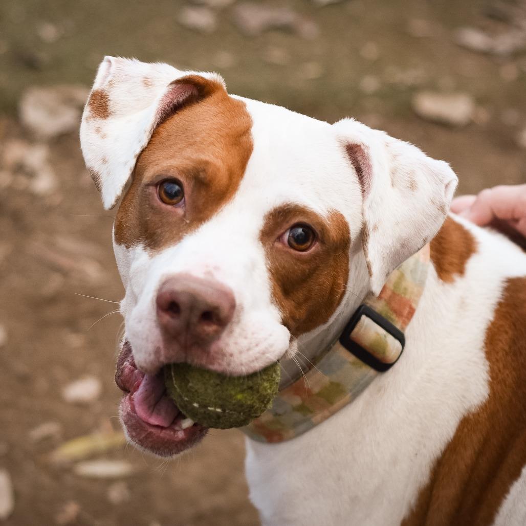 Enlarge Sriracha, a Adoptable Mixed Breed in Grand Rapids, MI image 6/6