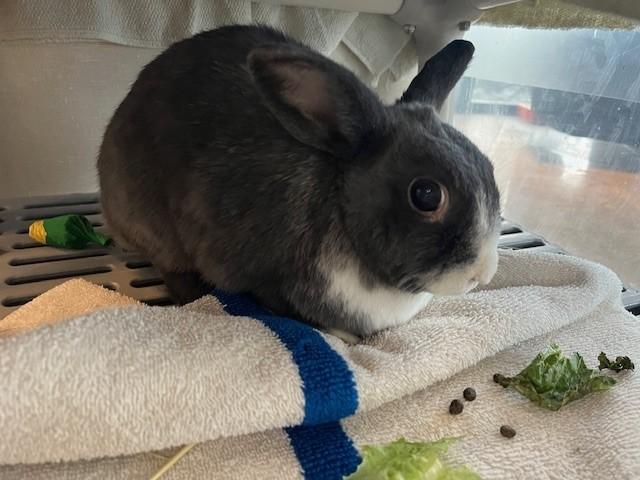 PRINCESS, Adoptable, Adult Female Bunny Rabbit.