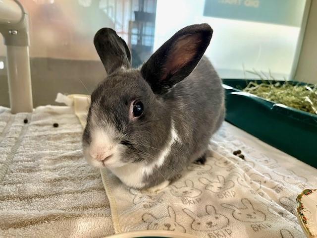 PRINCESS, Adoptable, Adult Female Bunny Rabbit.