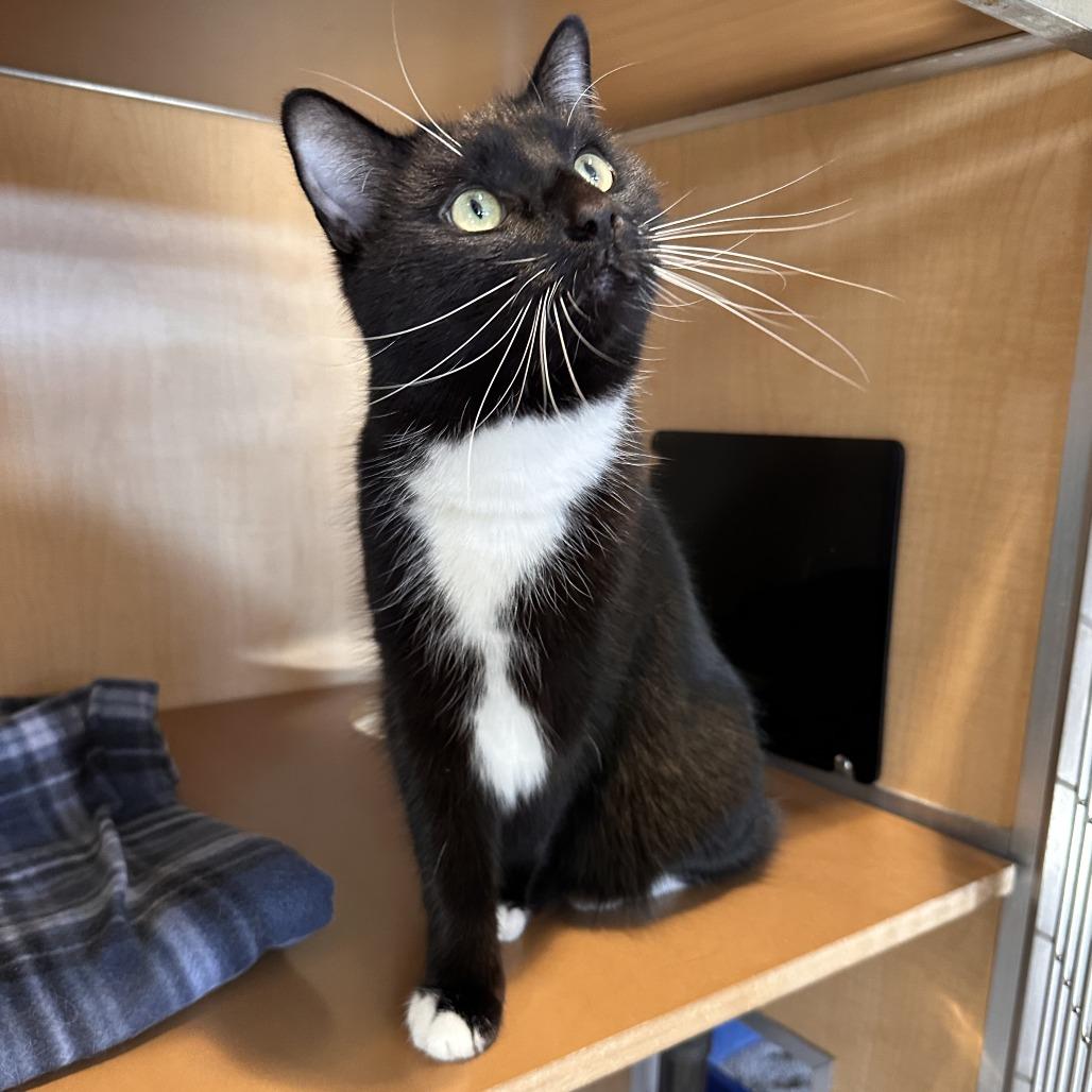 Jacqueline, Adoptable, Adult Female Domestic Medium Hair.