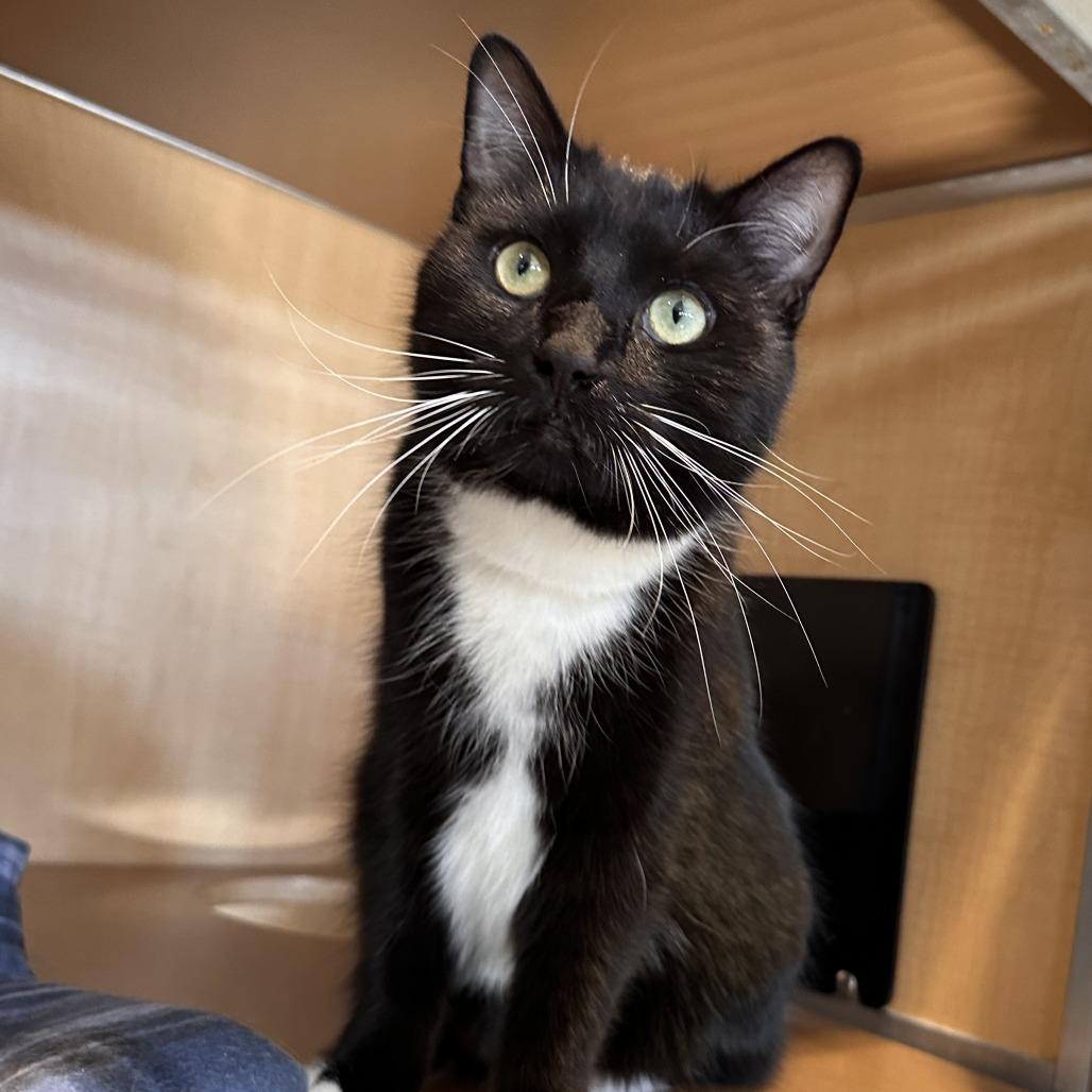 Enlarge Jacqueline, a Adoptable mixed breed in Chesapeake, VA image 2/3