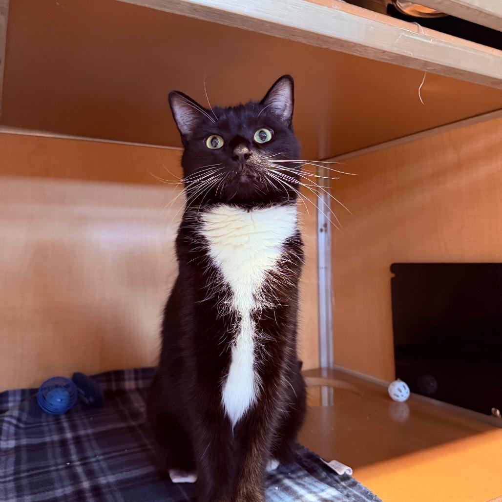 Enlarge Jacqueline, a Adoptable mixed breed in Chesapeake, VA image 1/1