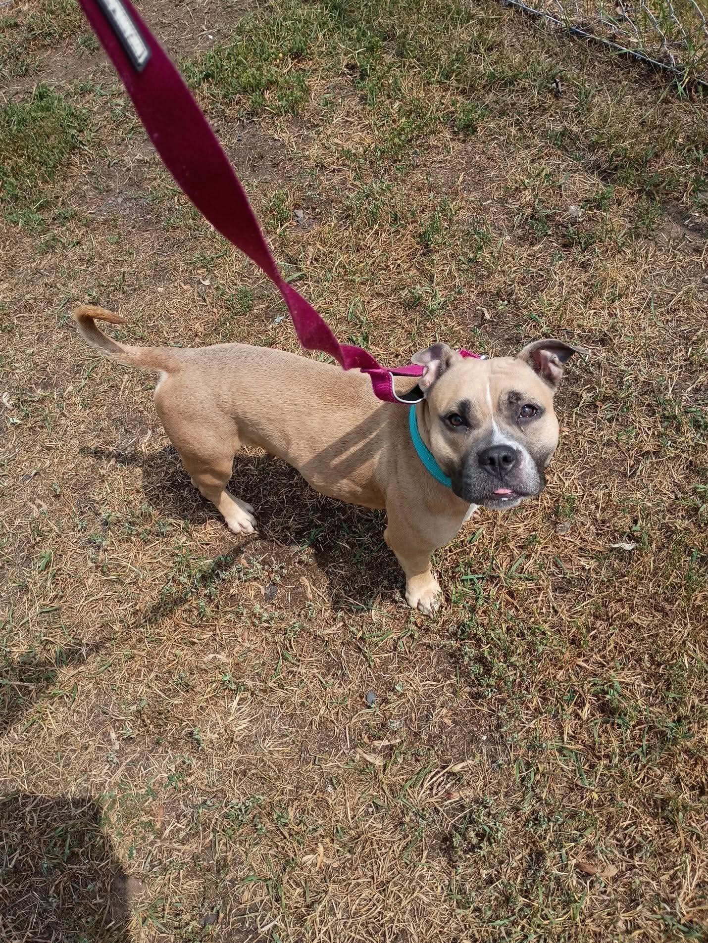 Enlarge Pansy, a Adoptable American Staffordshire Terrier in Duluth, MN image 1/3