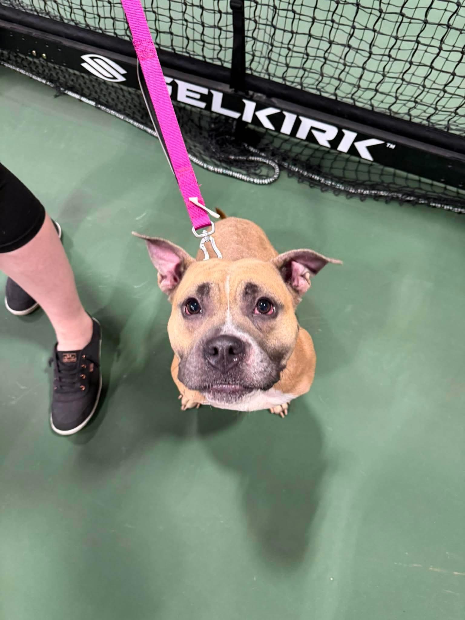 Enlarge Pansy, a Adoptable American Staffordshire Terrier in Duluth, MN image 2/3