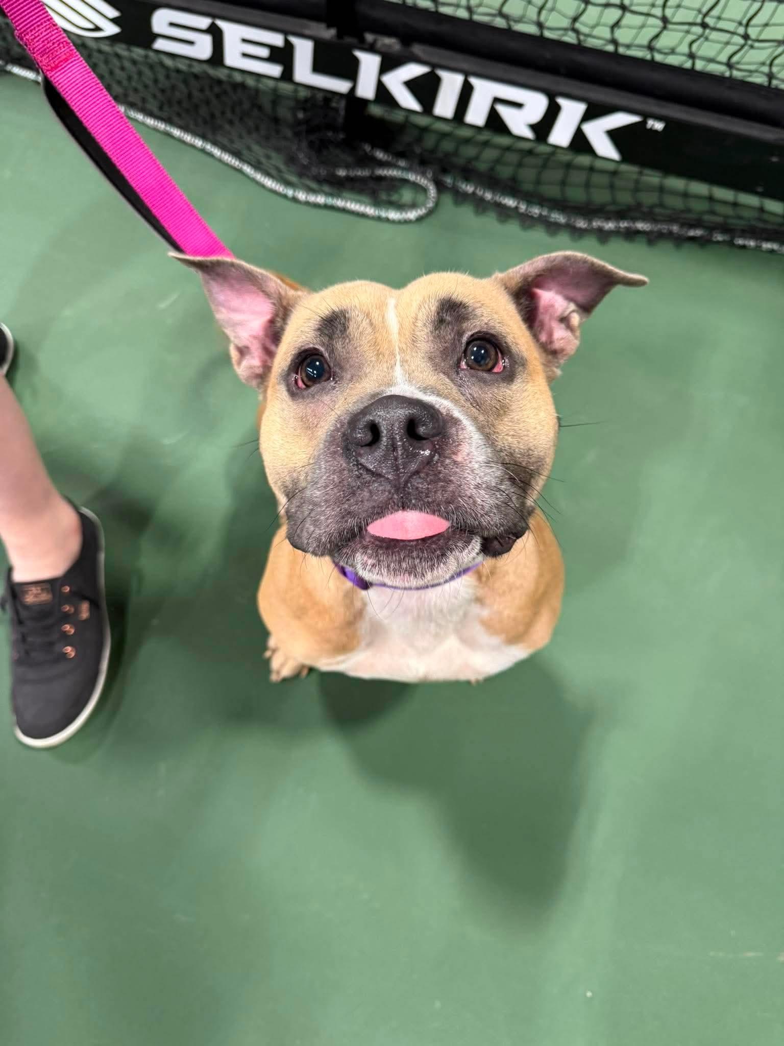 Enlarge Pansy, a Adoptable American Staffordshire Terrier in Duluth, MN image 3/3
