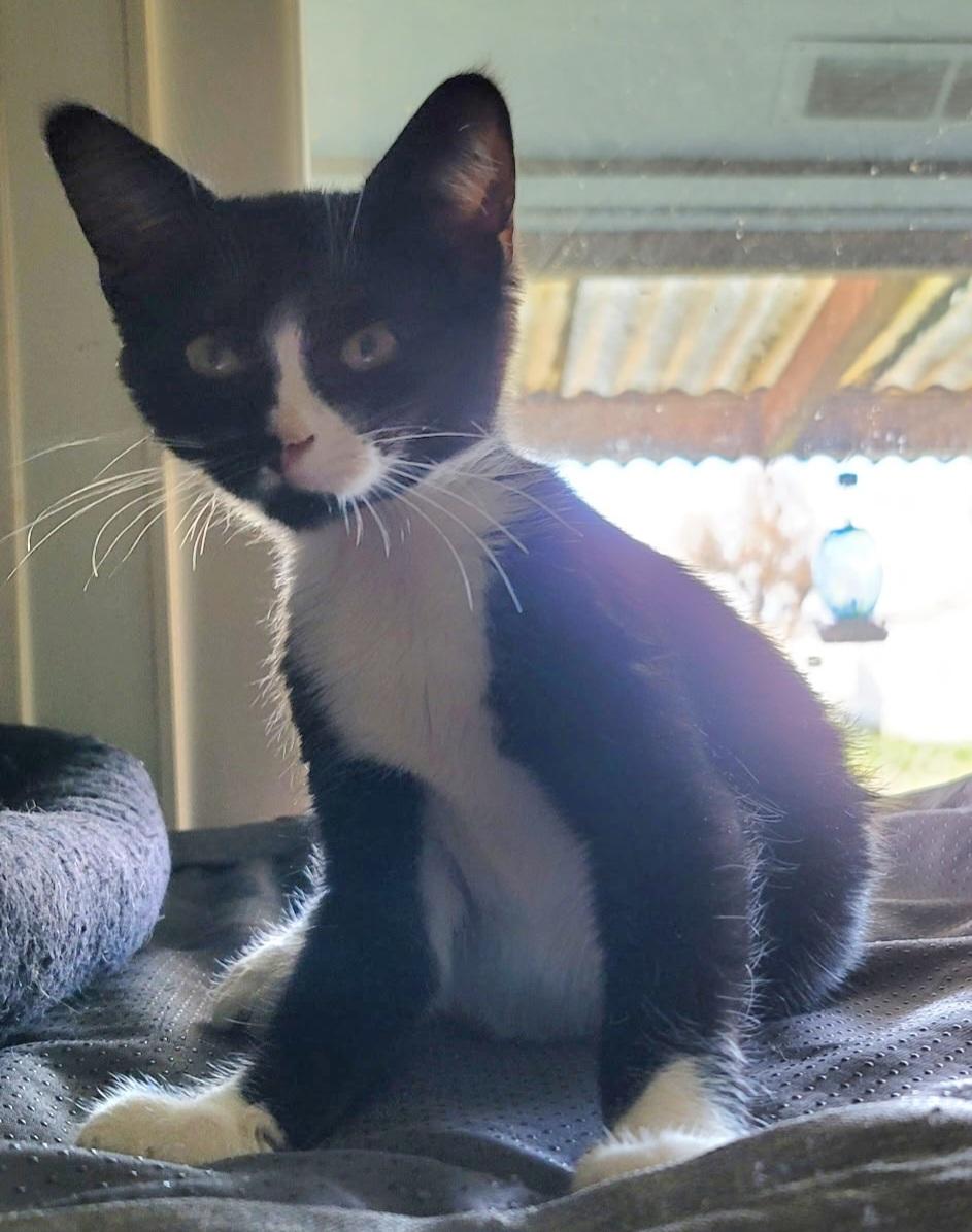 Bechnir, adopted, Kitten Male Tuxedo.