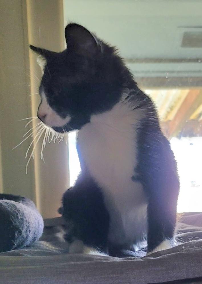 Bechnir, an adopted Tuxedo in Springfield, OR image 2/2
