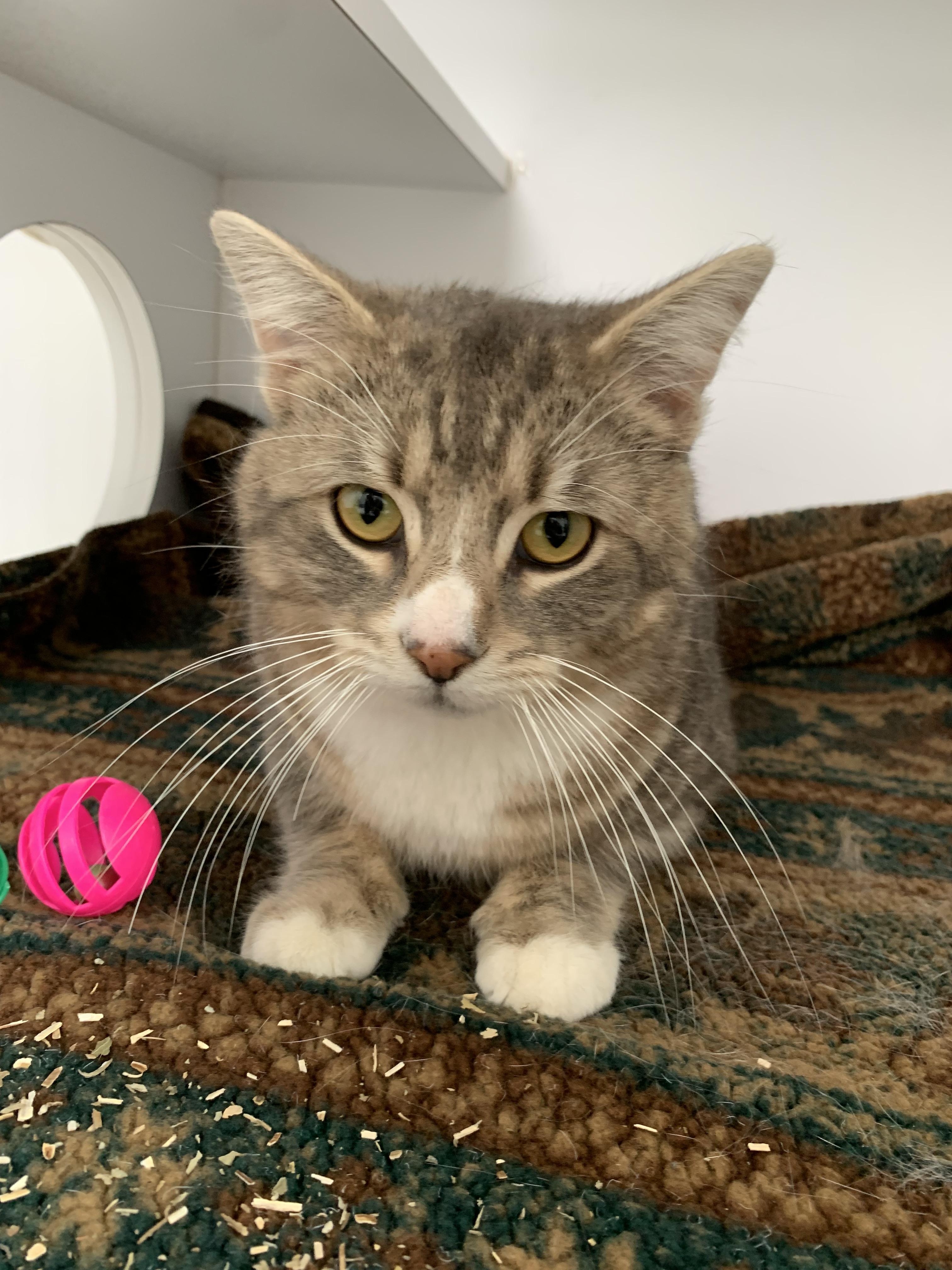 Enlarge Buck, a ADOPTABLE mixed breed in Bonnyville, AB image 2/2