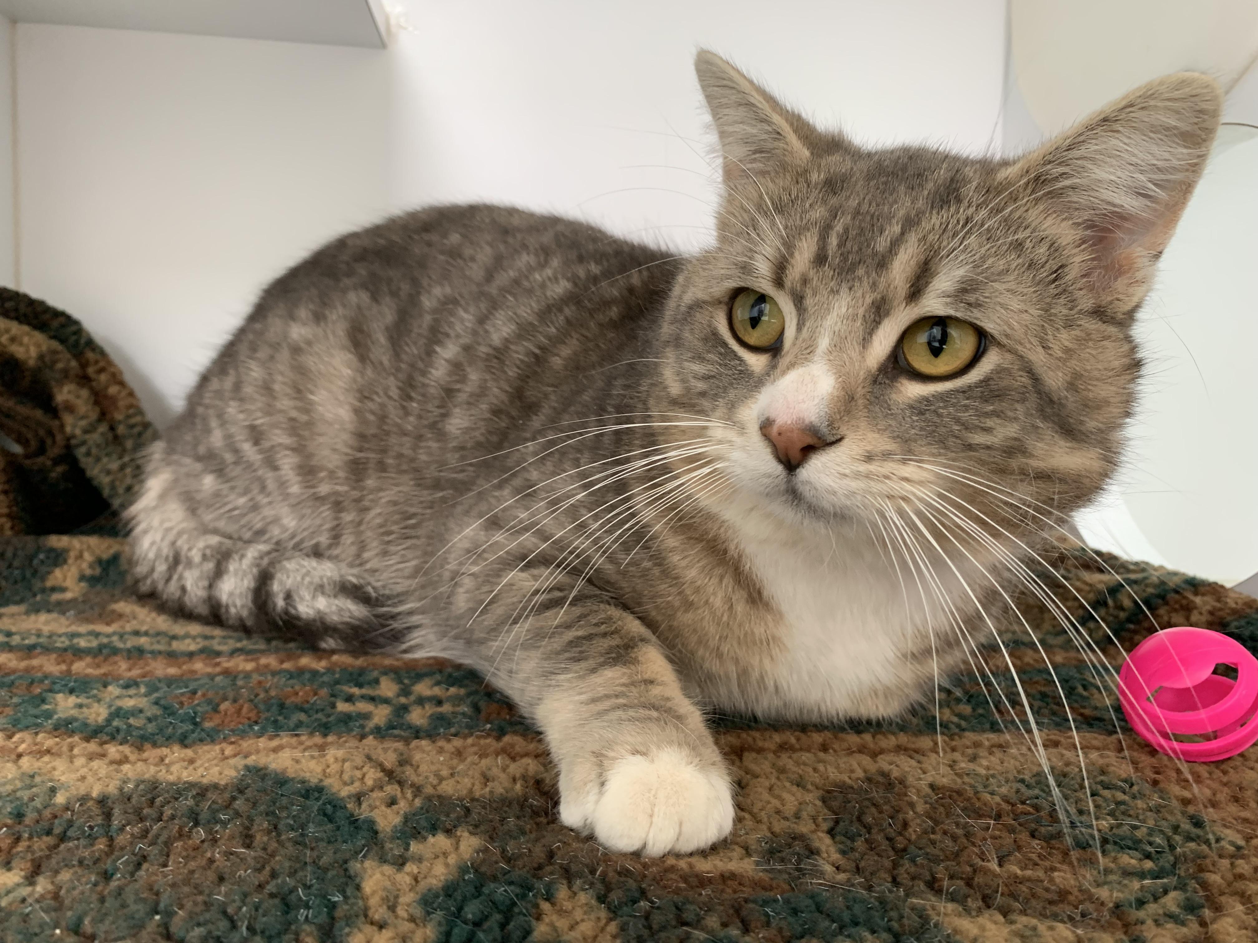 Buck, ADOPTABLE, Adult Male Domestic Short Hair.