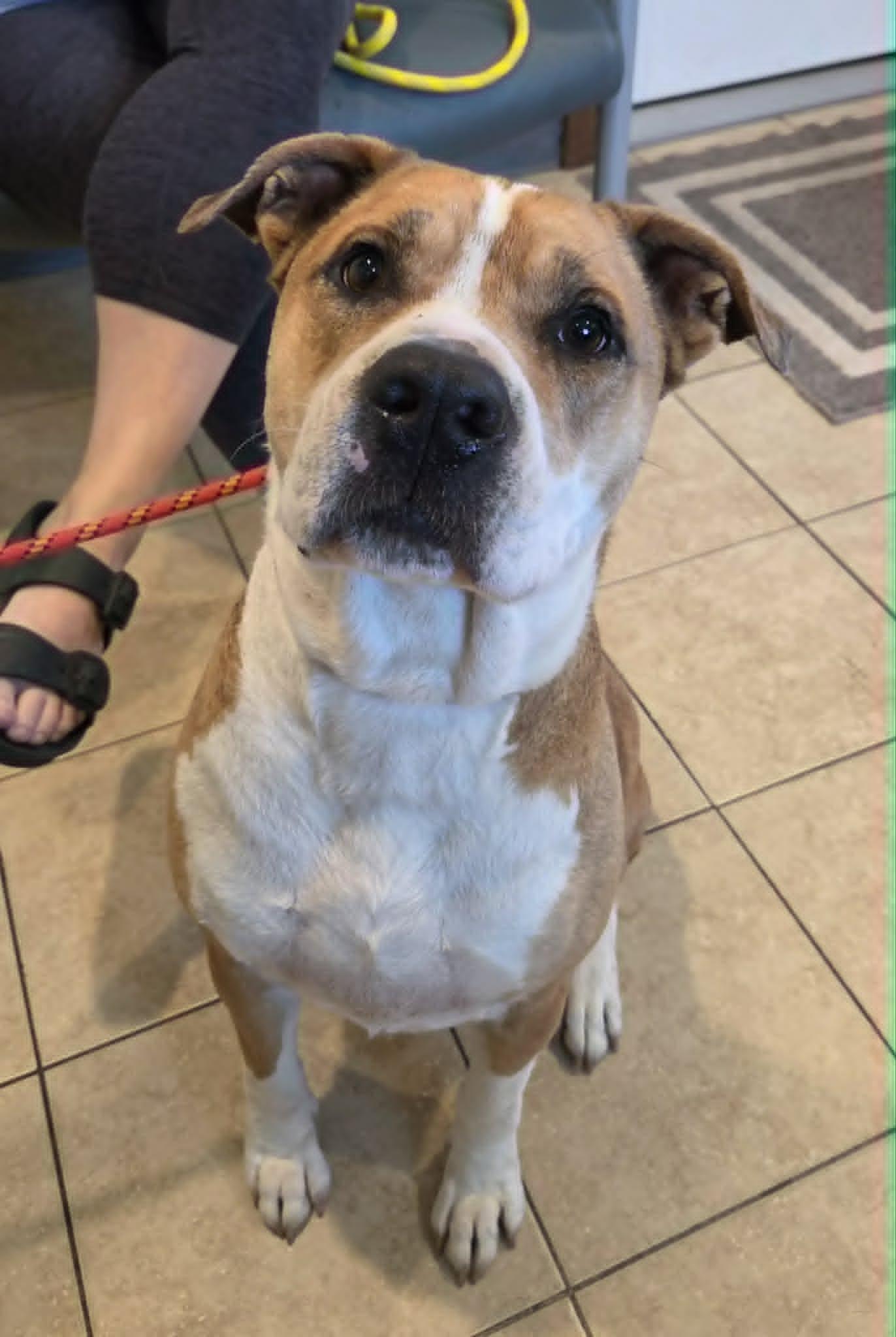 Enlarge Hugo, an adopted mixed breed in Sparta, WI image 3/4