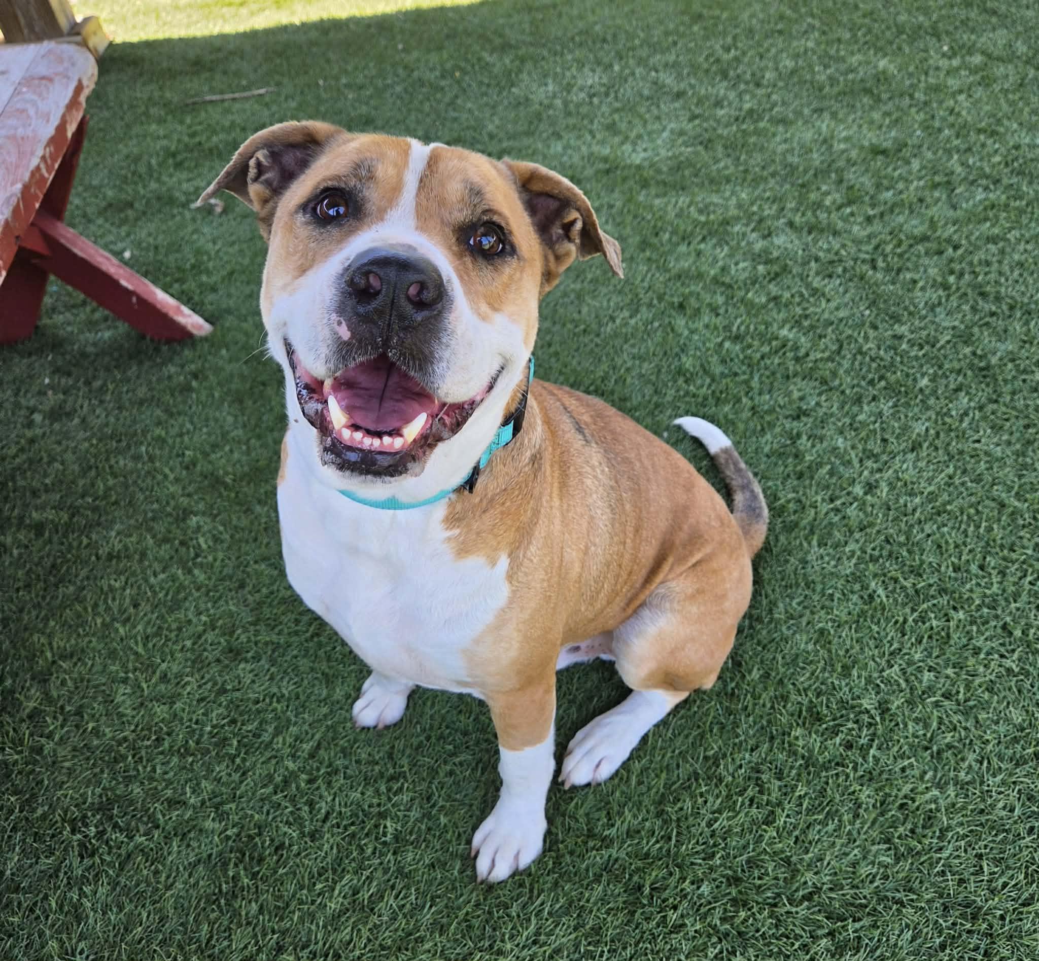 Hugo, adopted, Adult Male Bulldog.