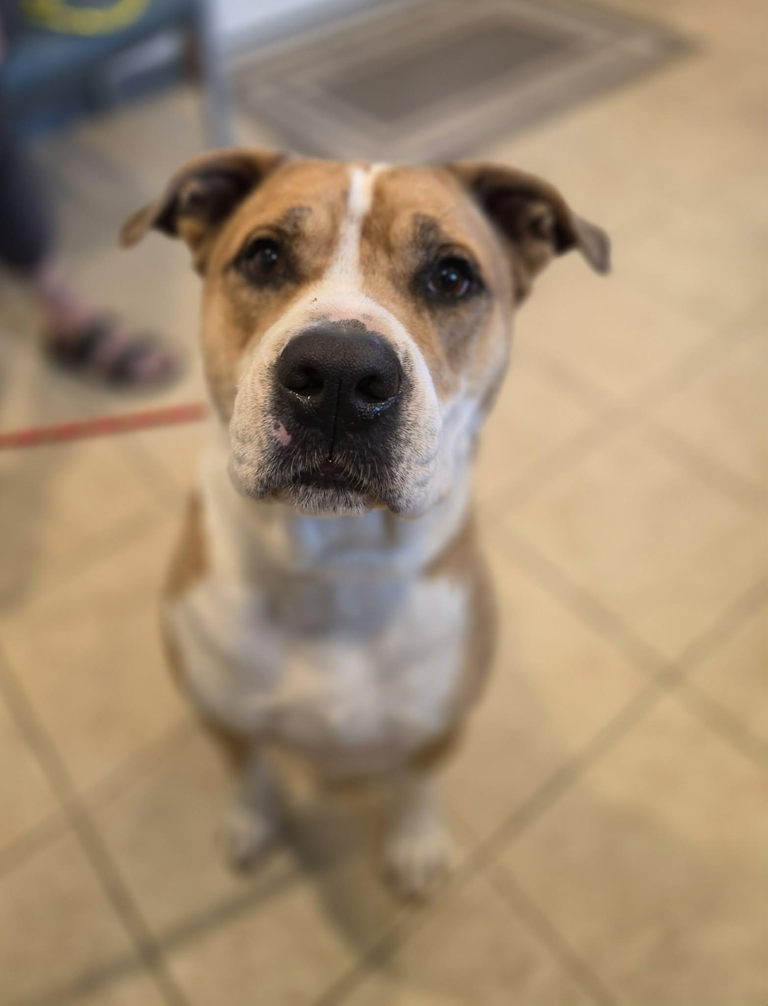 Enlarge Hugo, an adopted mixed breed in Sparta, WI image 4/4