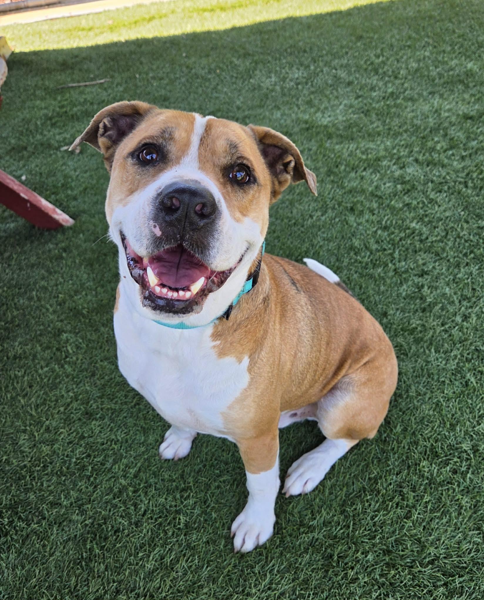 Enlarge Hugo, an adopted mixed breed in Sparta, WI image 2/4