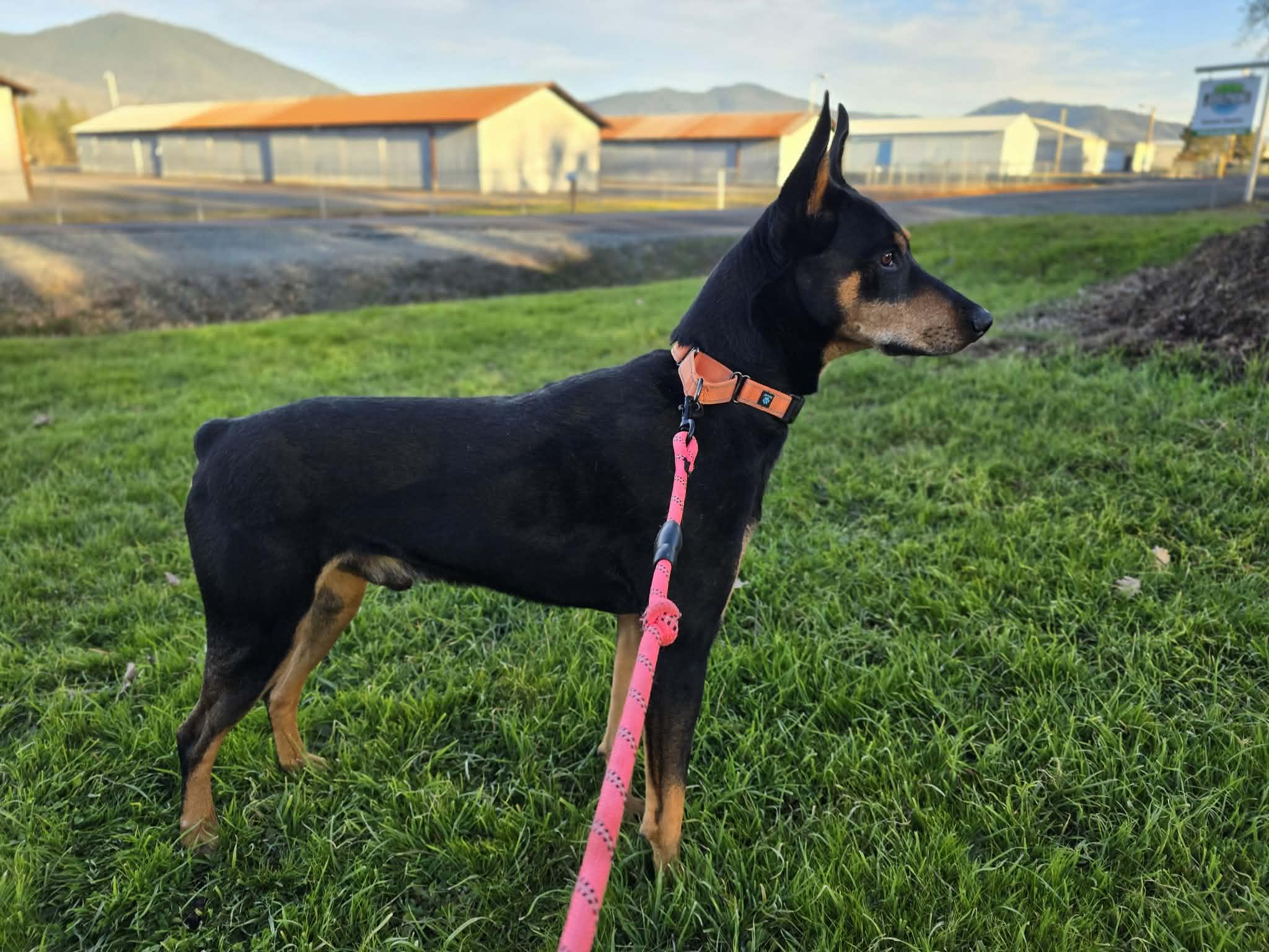 Valor, a ADOPTABLE mixed breed in Grants Pass, OR image 2/4