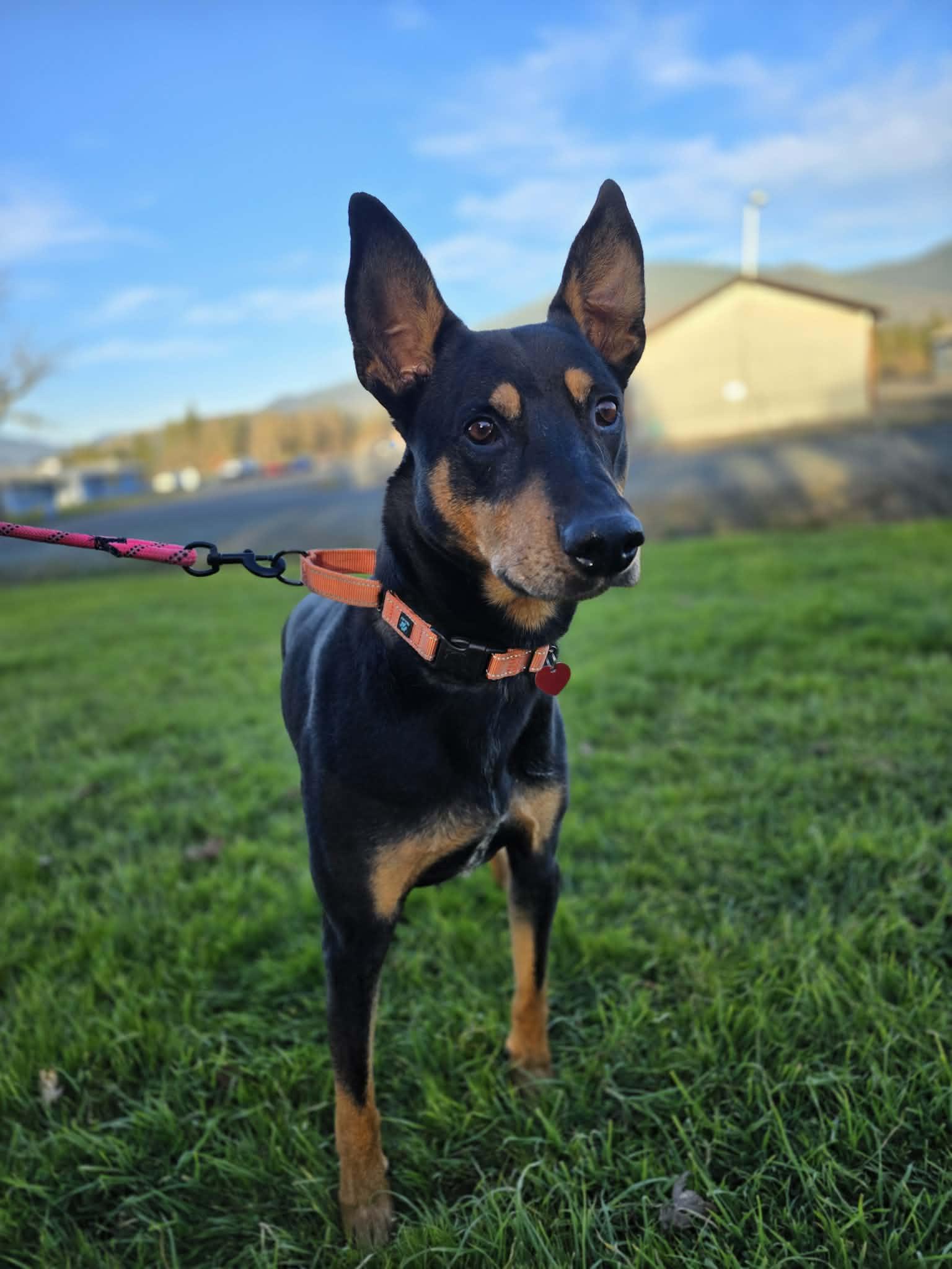 Valor, ADOPTABLE, Adult Male Doberman Pinscher.