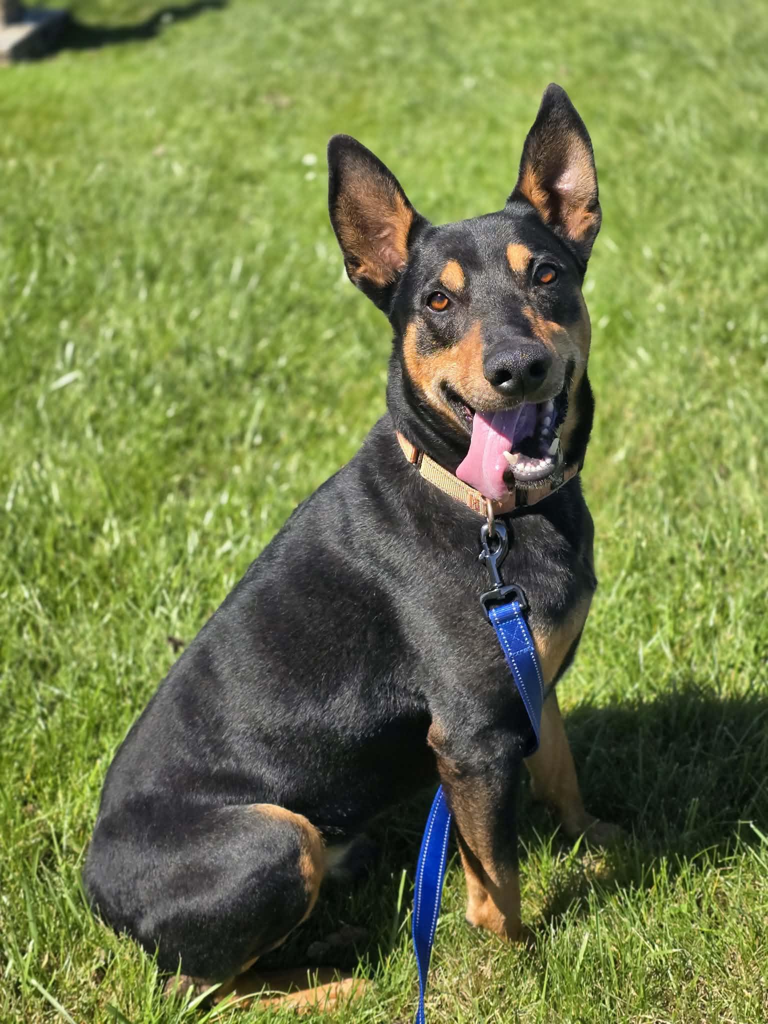 Enlarge Valor, a ADOPTABLE mixed breed in Grants Pass, OR image 4/6