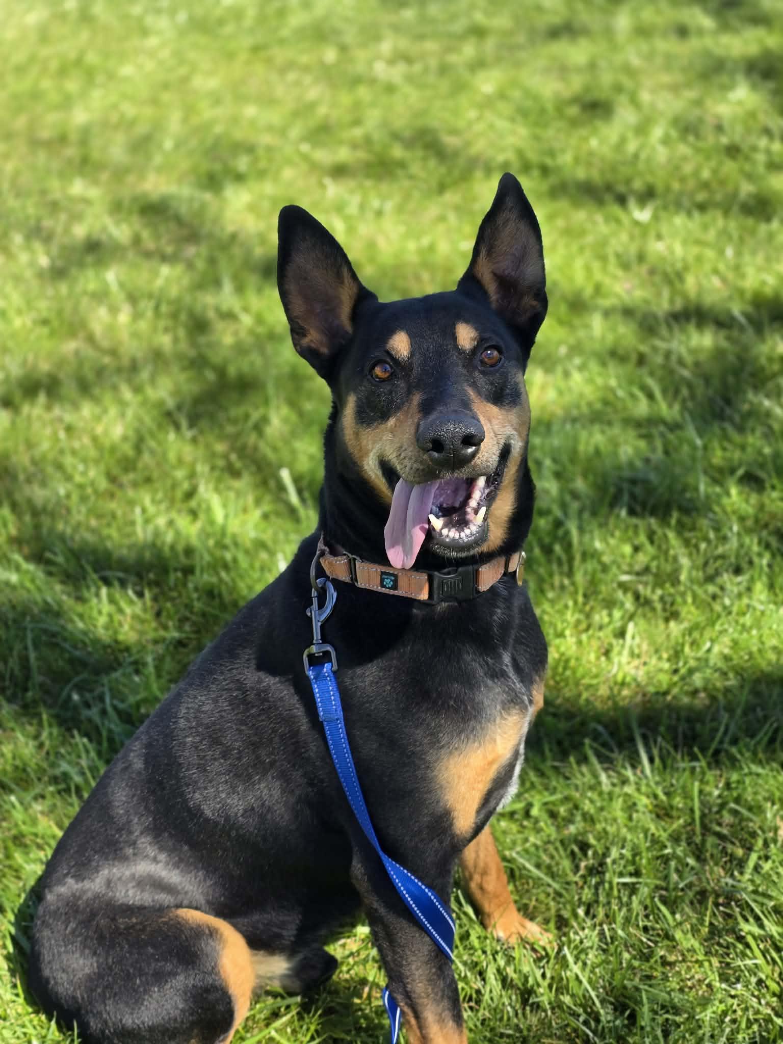 Enlarge Valor, a ADOPTABLE mixed breed in Grants Pass, OR image 2/6