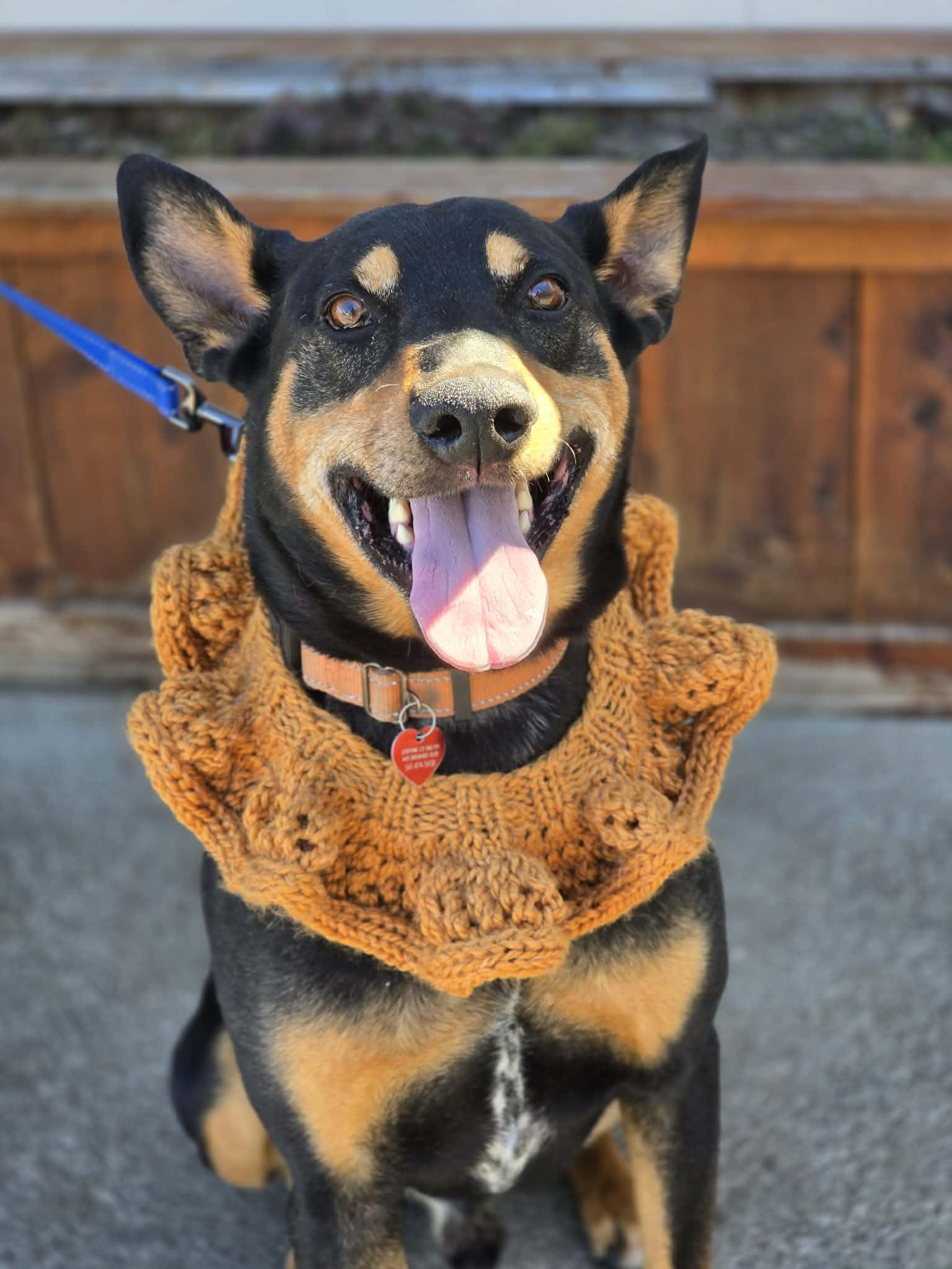 Enlarge Valor, a ADOPTABLE mixed breed in Grants Pass, OR image 5/6