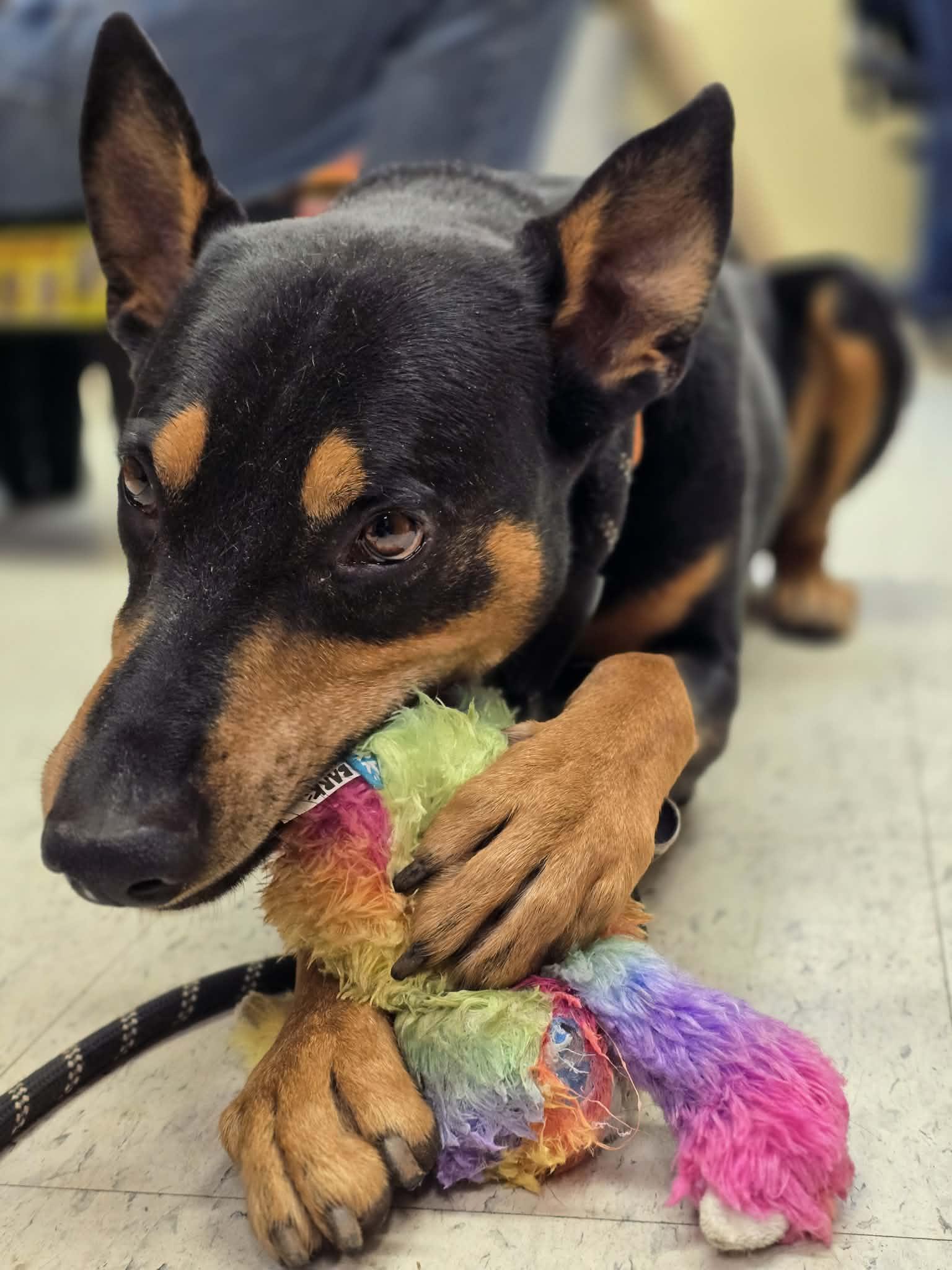 Valor, a ADOPTABLE mixed breed in Grants Pass, OR image 4/4