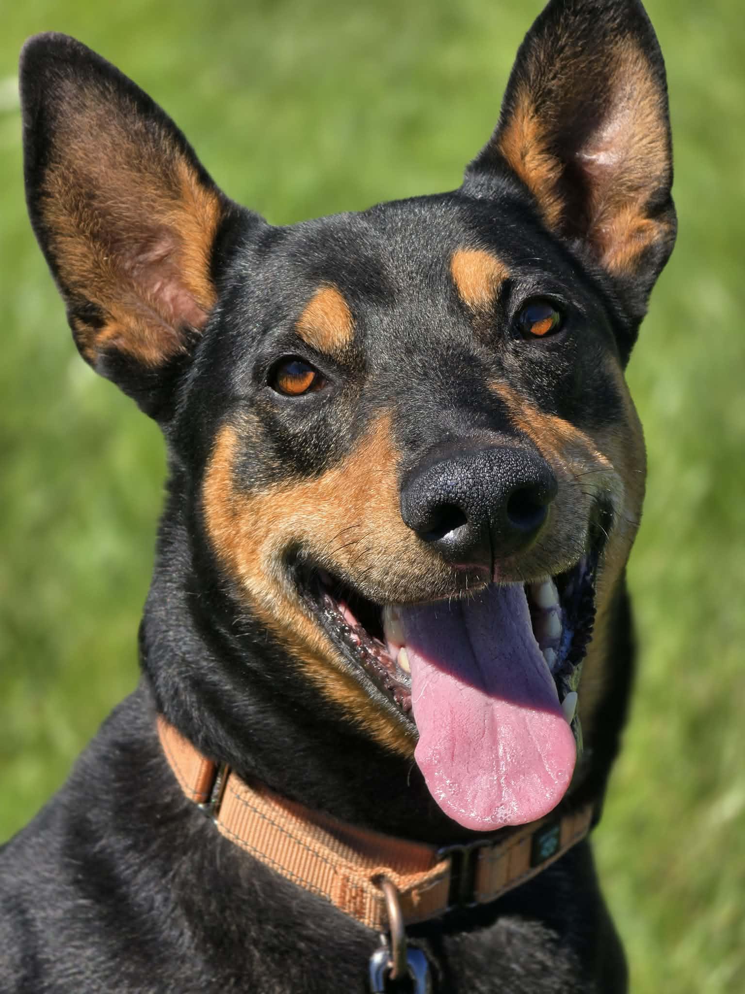 Valor, ADOPTABLE, Adult Male Doberman Pinscher.