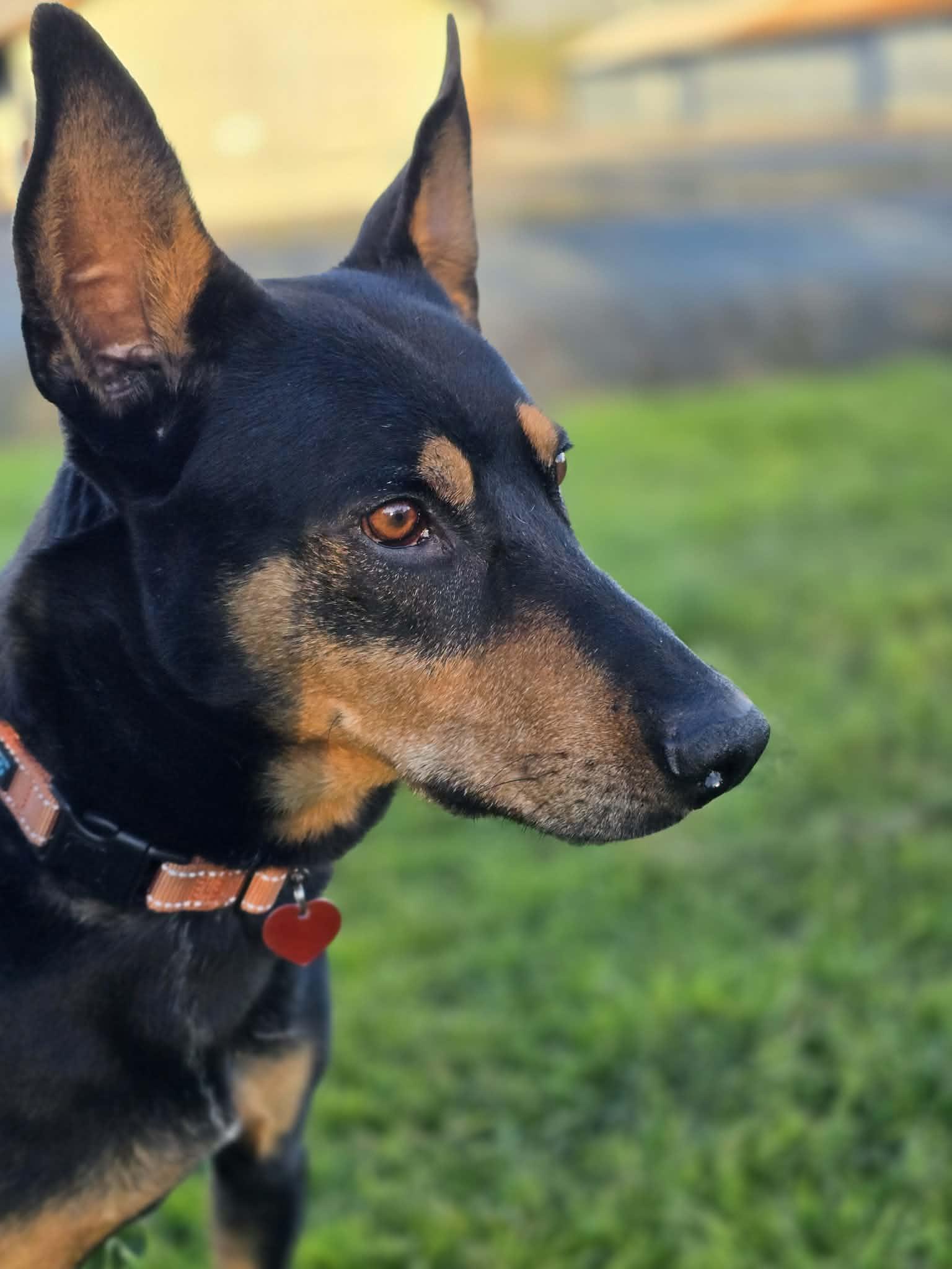 Valor, a ADOPTABLE mixed breed in Grants Pass, OR image 3/4