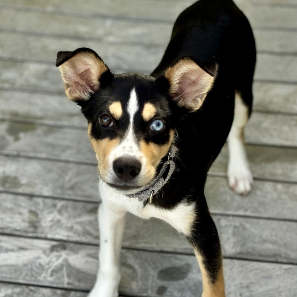 Rolly Polly, Adoptable, Puppy Male Husky & Mixed Breed.