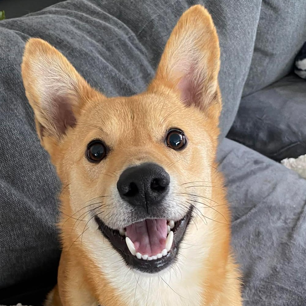 Sooman, ADOPTABLE, Young Male Pembroke Welsh Corgi.