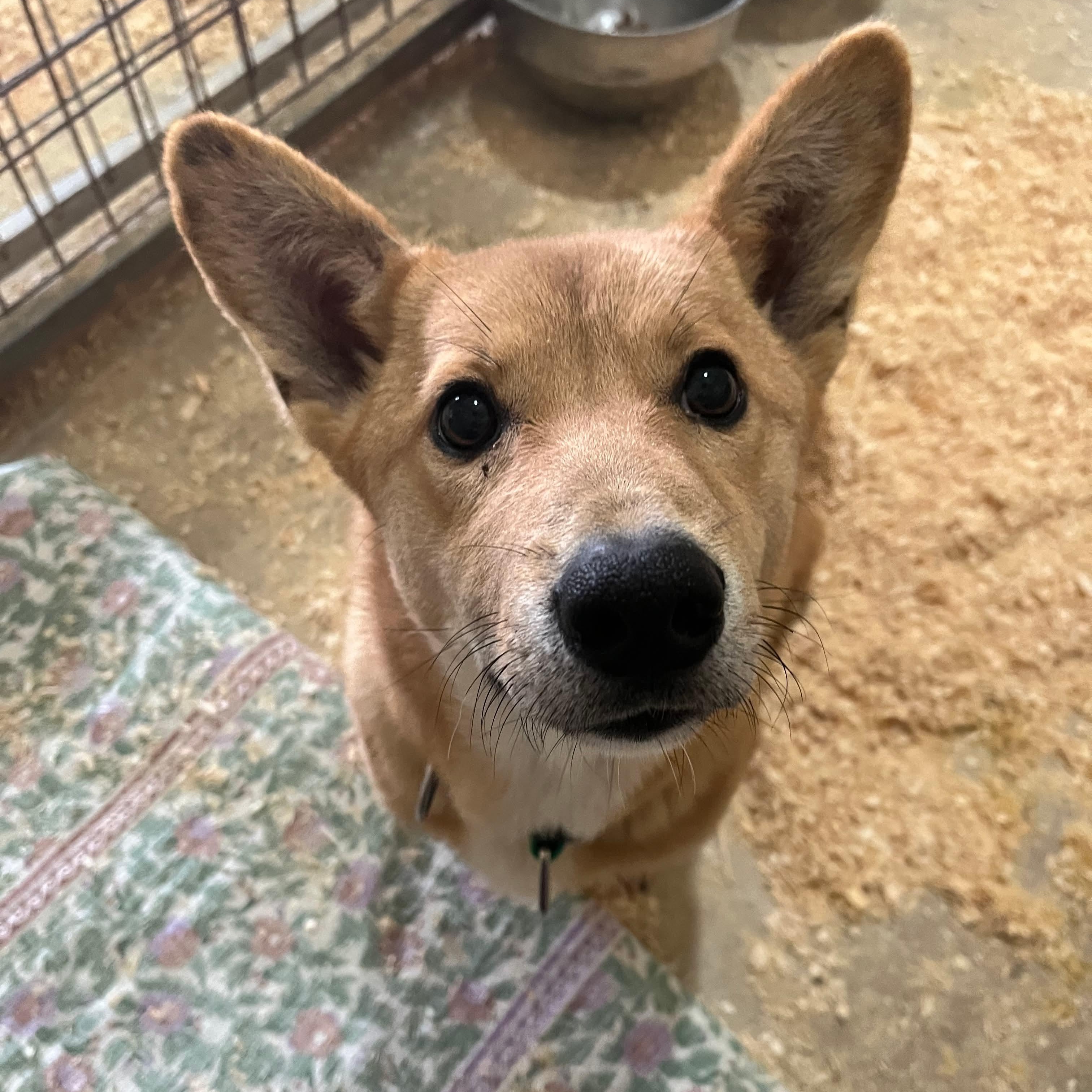 Sooman, a ADOPTABLE mixed breed in St Catharines, ON image 4/5