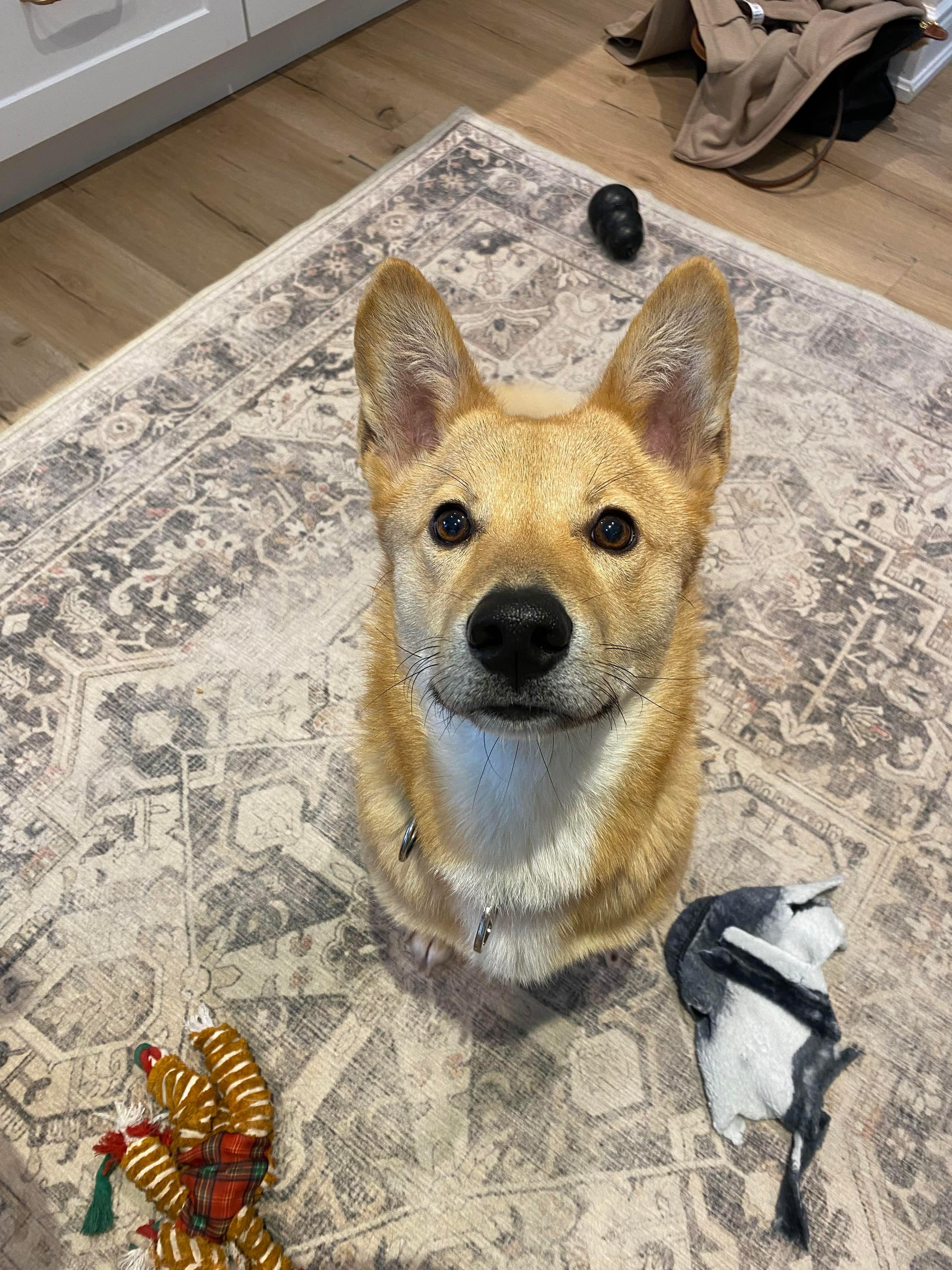 Sooman, a ADOPTABLE mixed breed in St Catharines, ON image 3/5