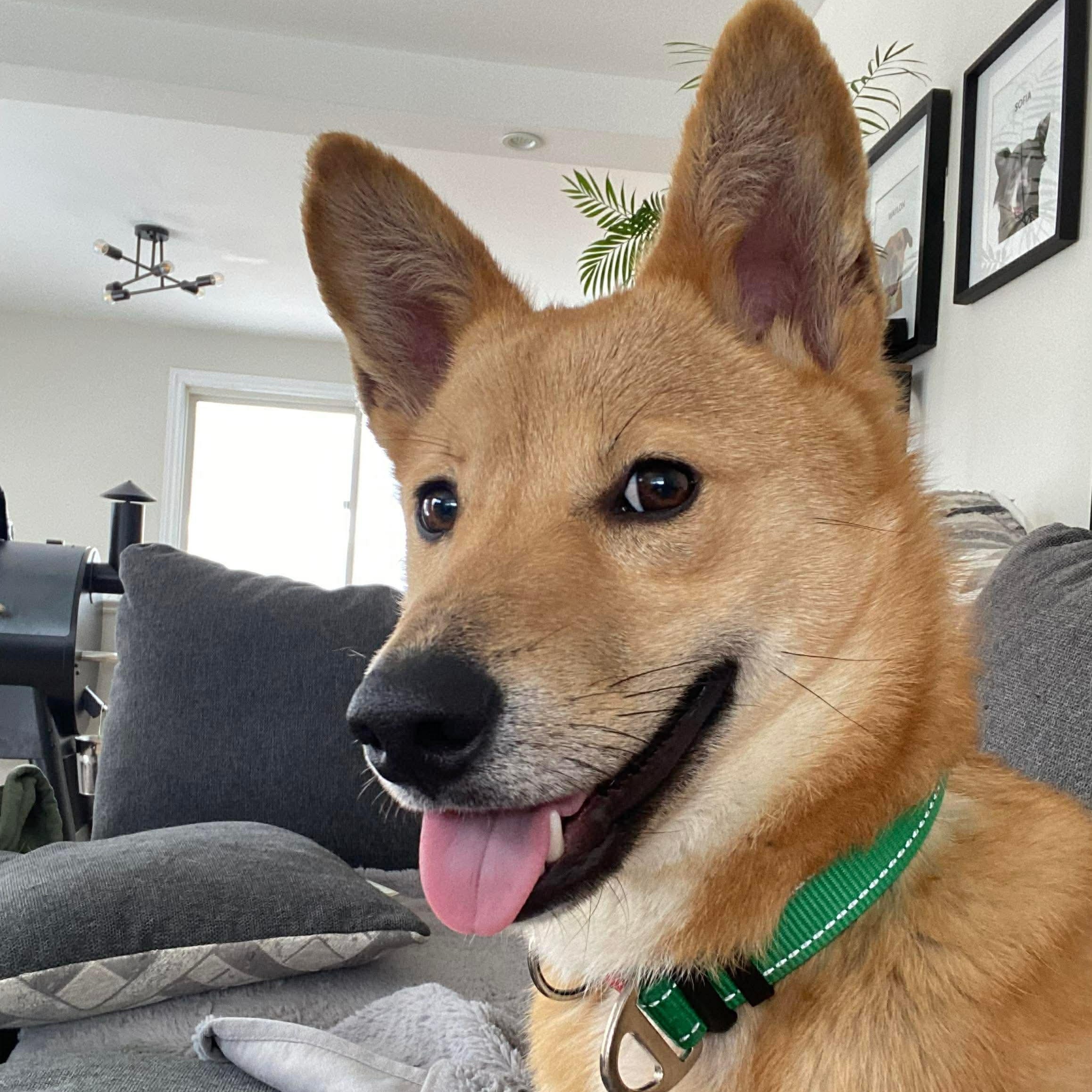 Sooman, a ADOPTABLE mixed breed in St Catharines, ON image 2/5