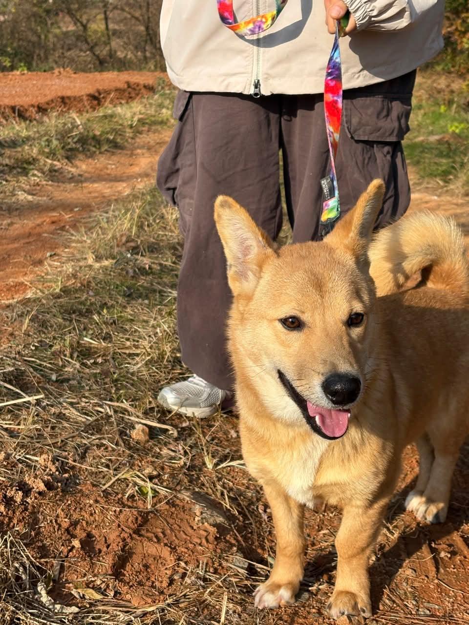 Sooman, a ADOPTABLE mixed breed in St Catharines, ON image 5/5