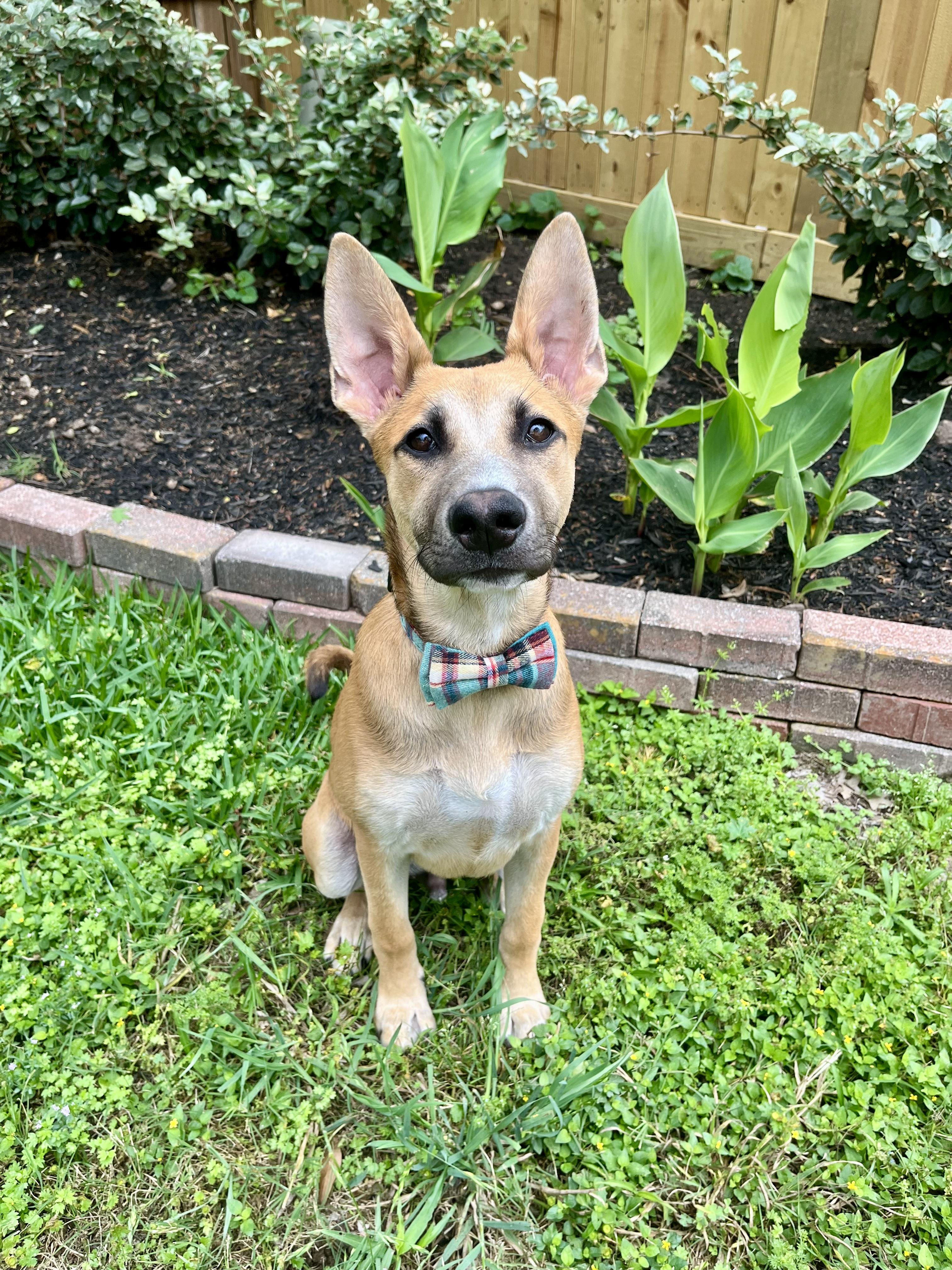 Enlarge Brock, a Adopted mixed breed in Houston, TX image 1/6