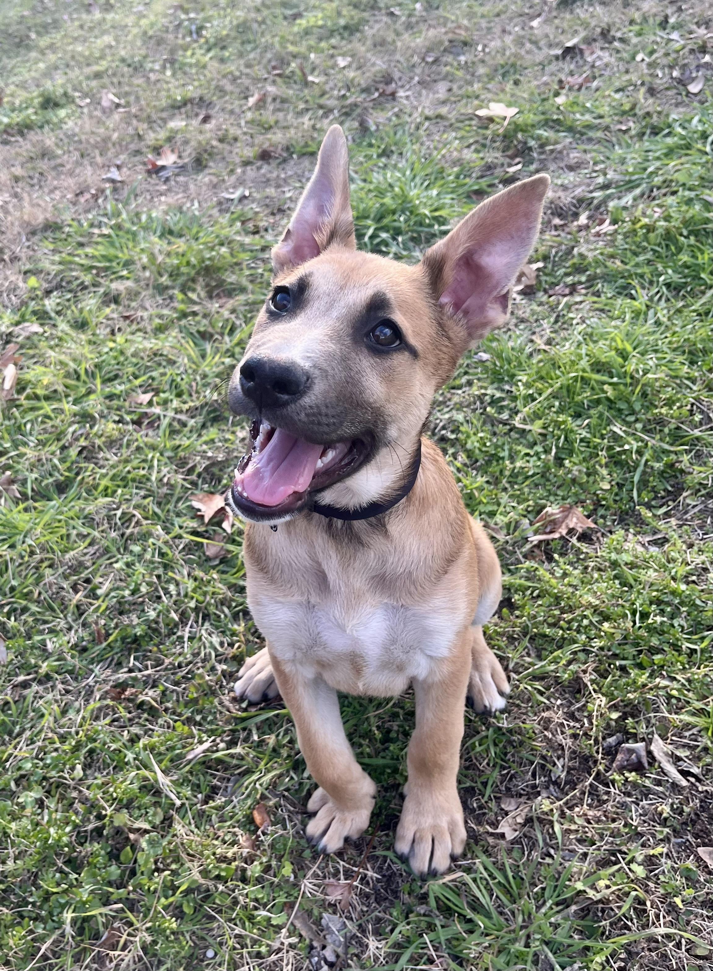 Enlarge Brock, a Adopted mixed breed in Houston, TX image 2/6